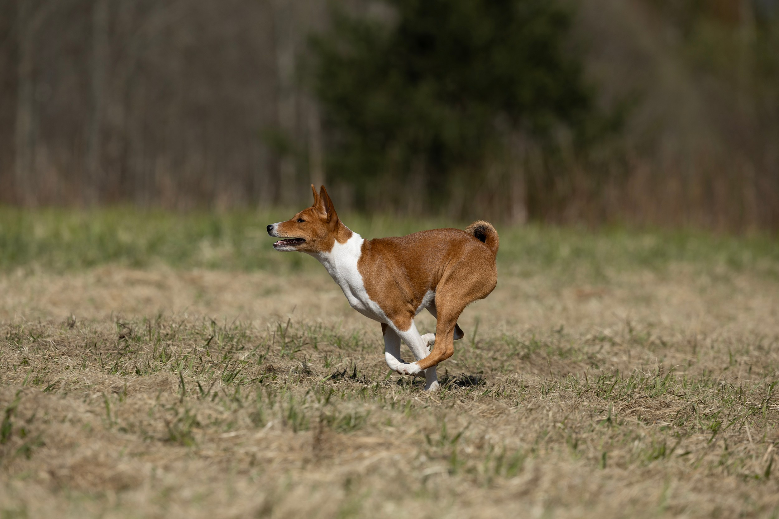 Оля и Руна. Мои работы