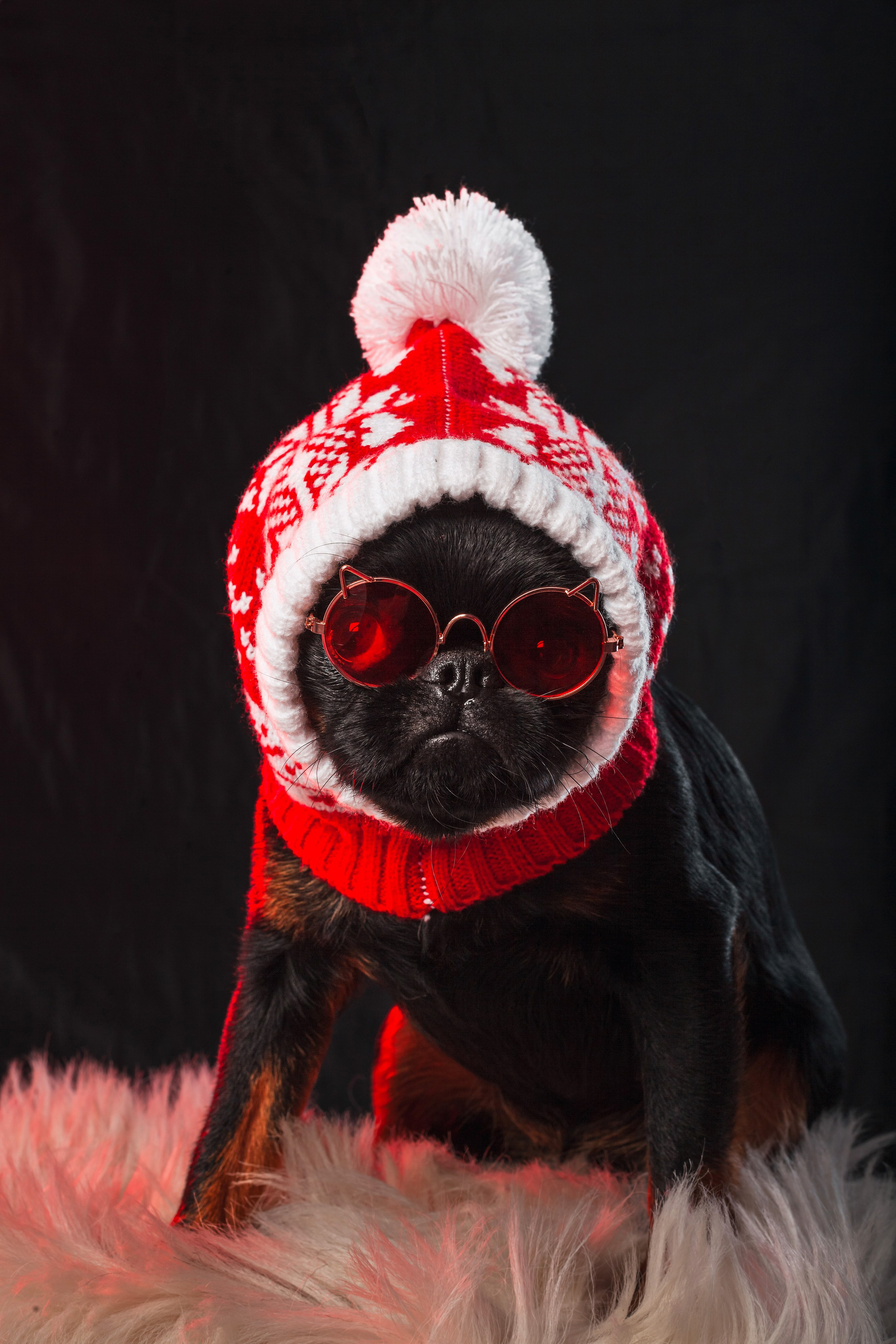 Студийная фотосессия с цветным светом. Фотограф-анималист Татьяна Степанова