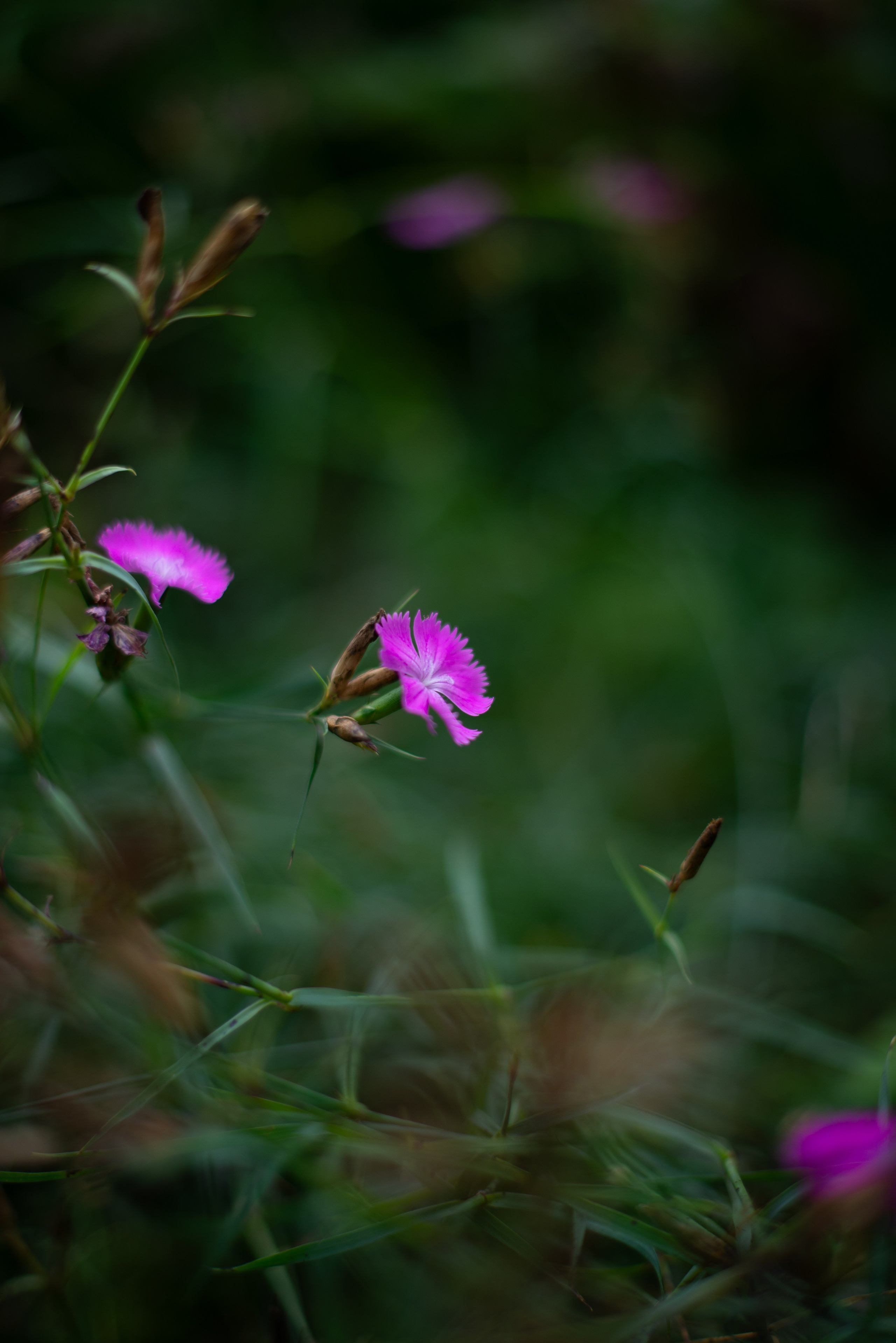Цветы сада МГУ. Victoria Radjevna Репортажный Фотограф — Видеограф Москва • Санкт-Петербург