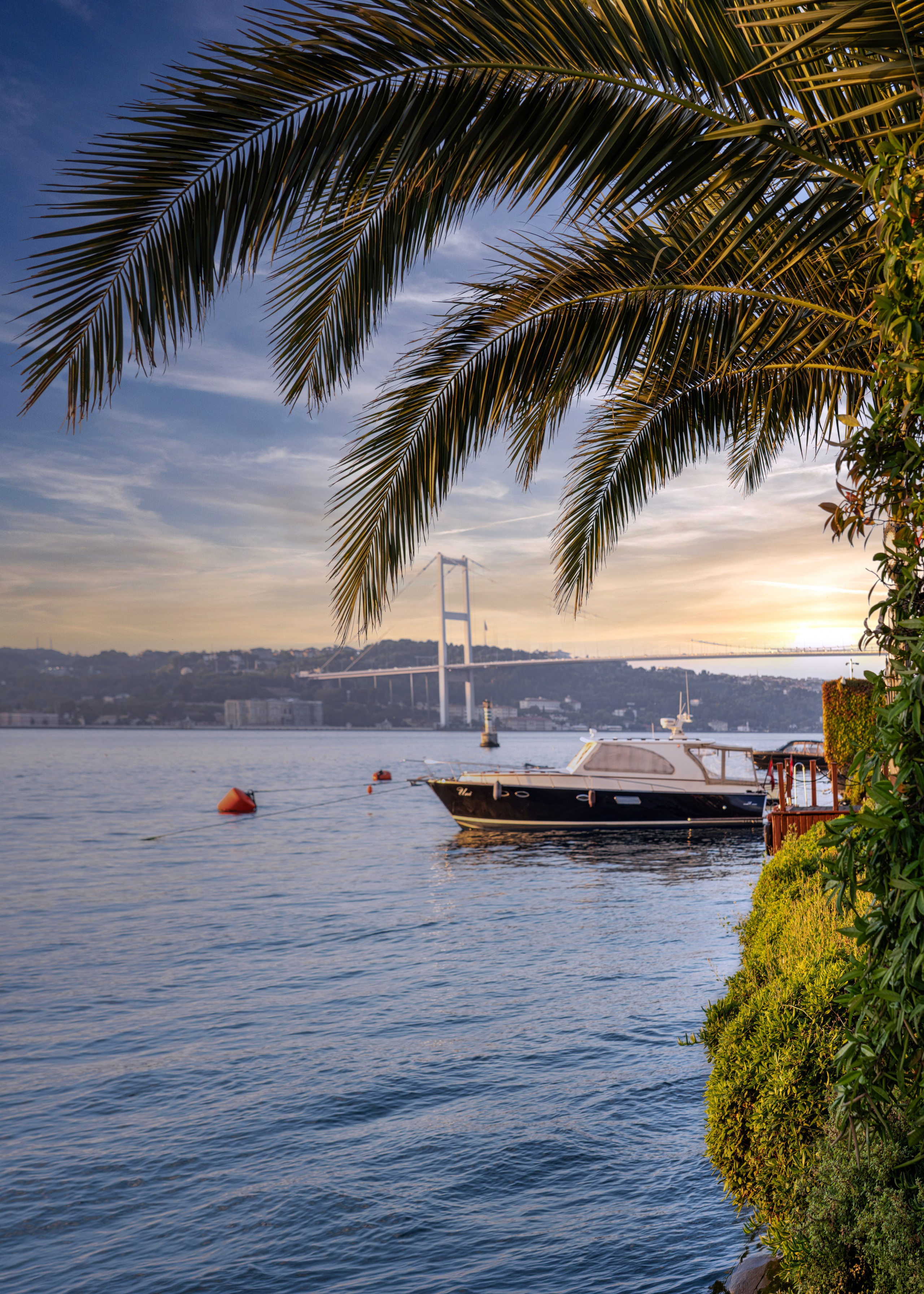  Bosphorus view with a palm tree, yacht and bridge, morning Istanbul.