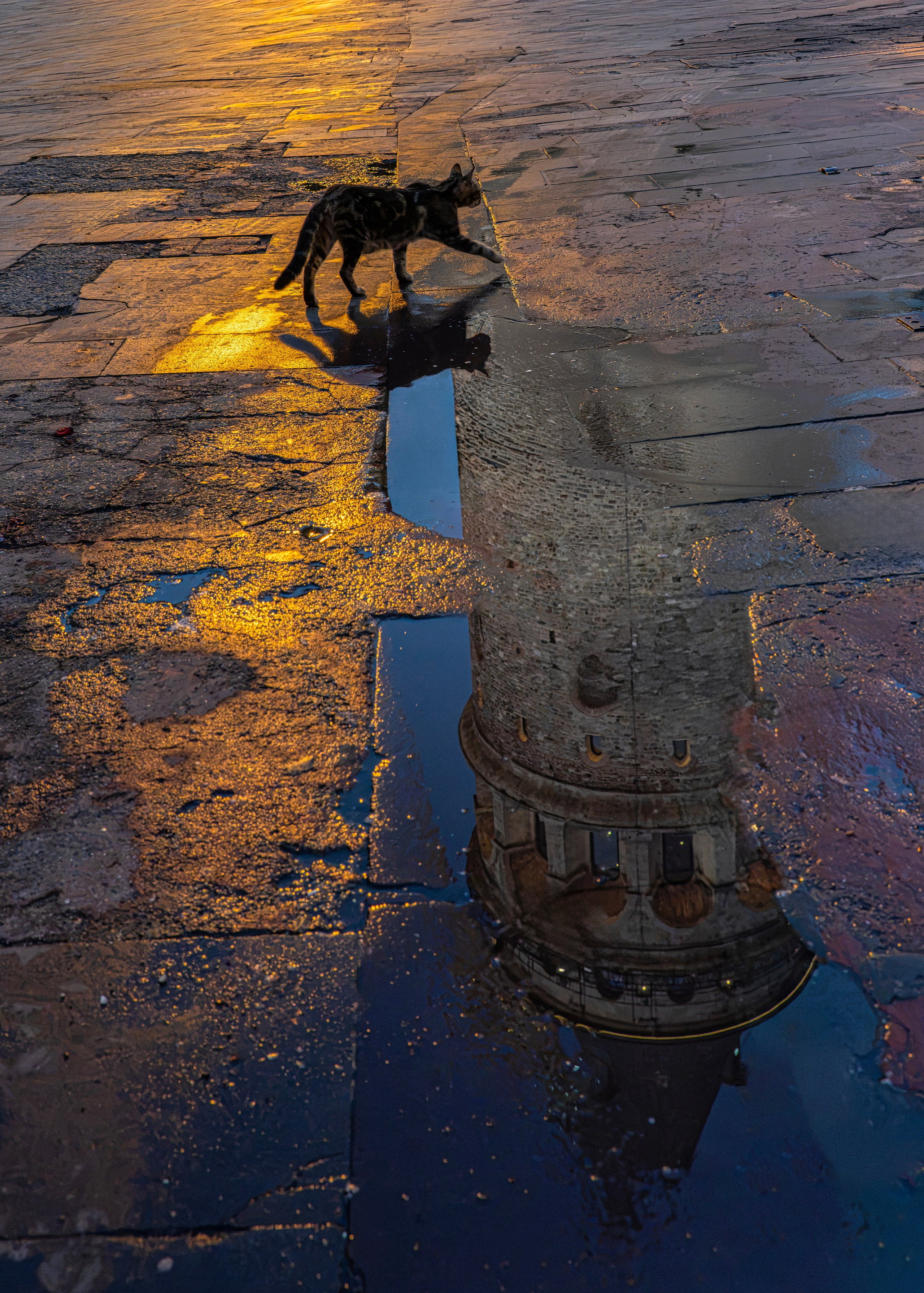Cat and the reflection of the Galata Tower in a puddle, Istanbul street photography at dawn.