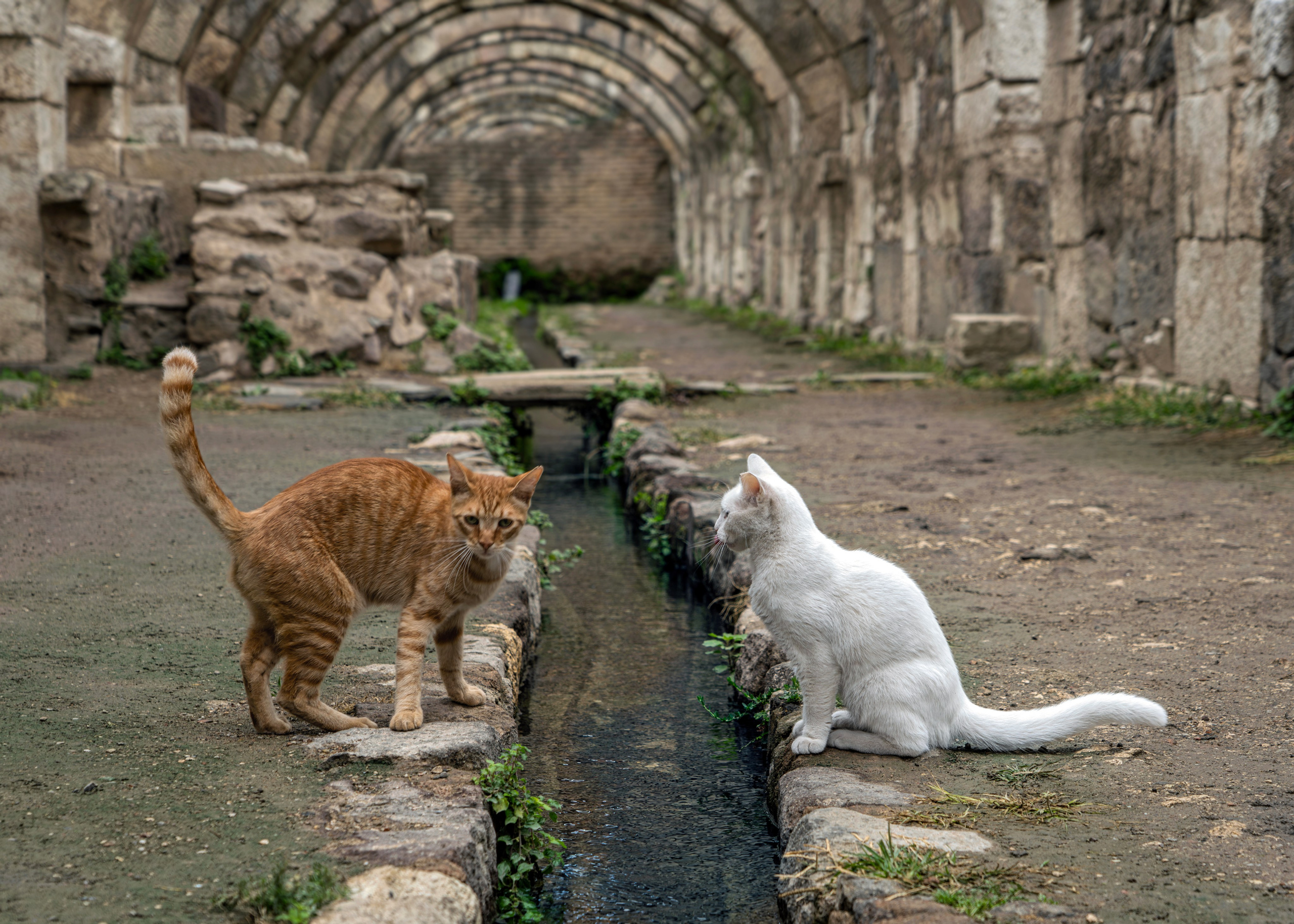 Two cats in the ruins of ancient Smyrna, ginger and white, stone arches, Izmir, street photography.