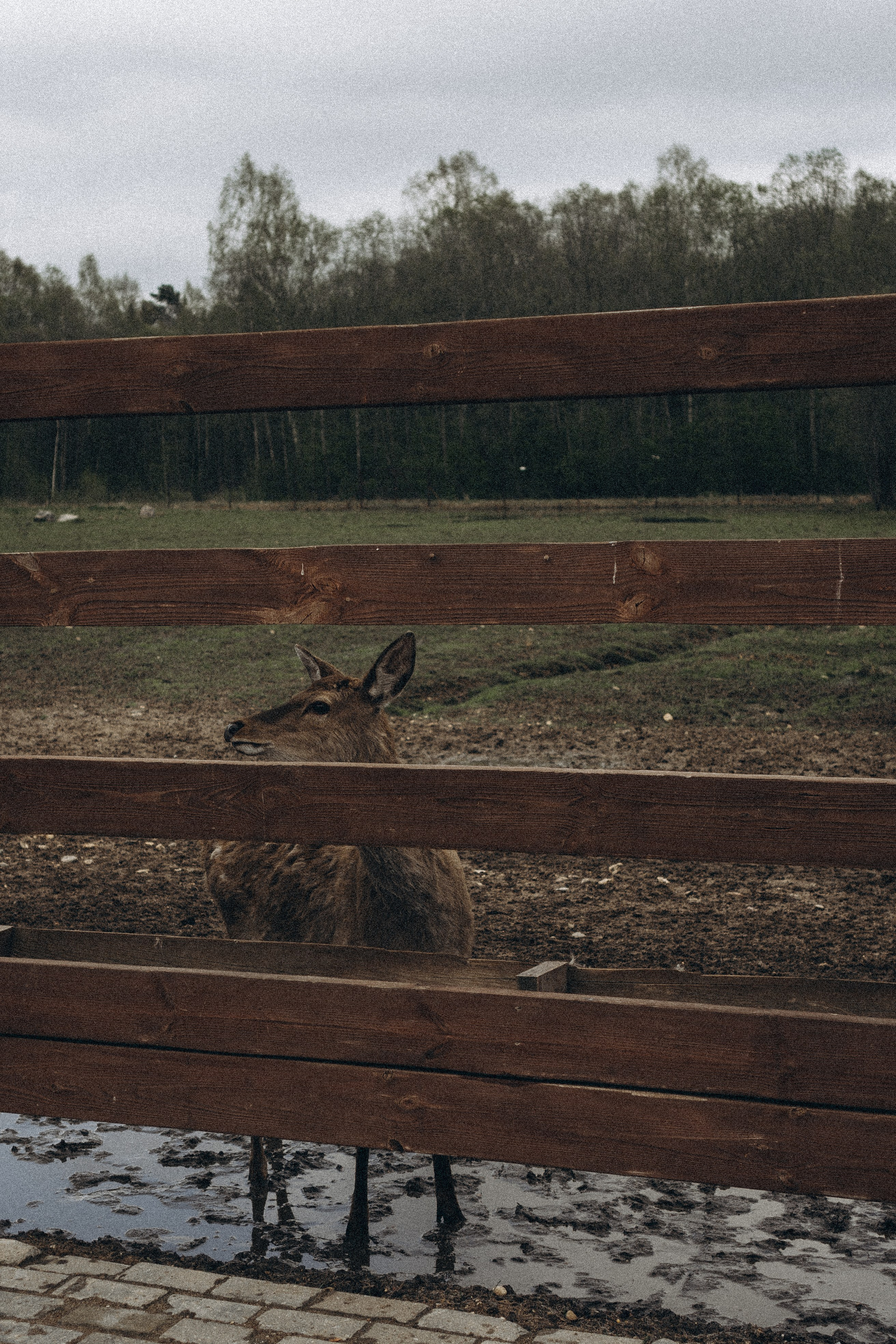ОЛЕНЬЯ ФЕРМА В ТВЕРИ. Профессиональный фотограф, Санкт-Петербург — Виктория Богомолова