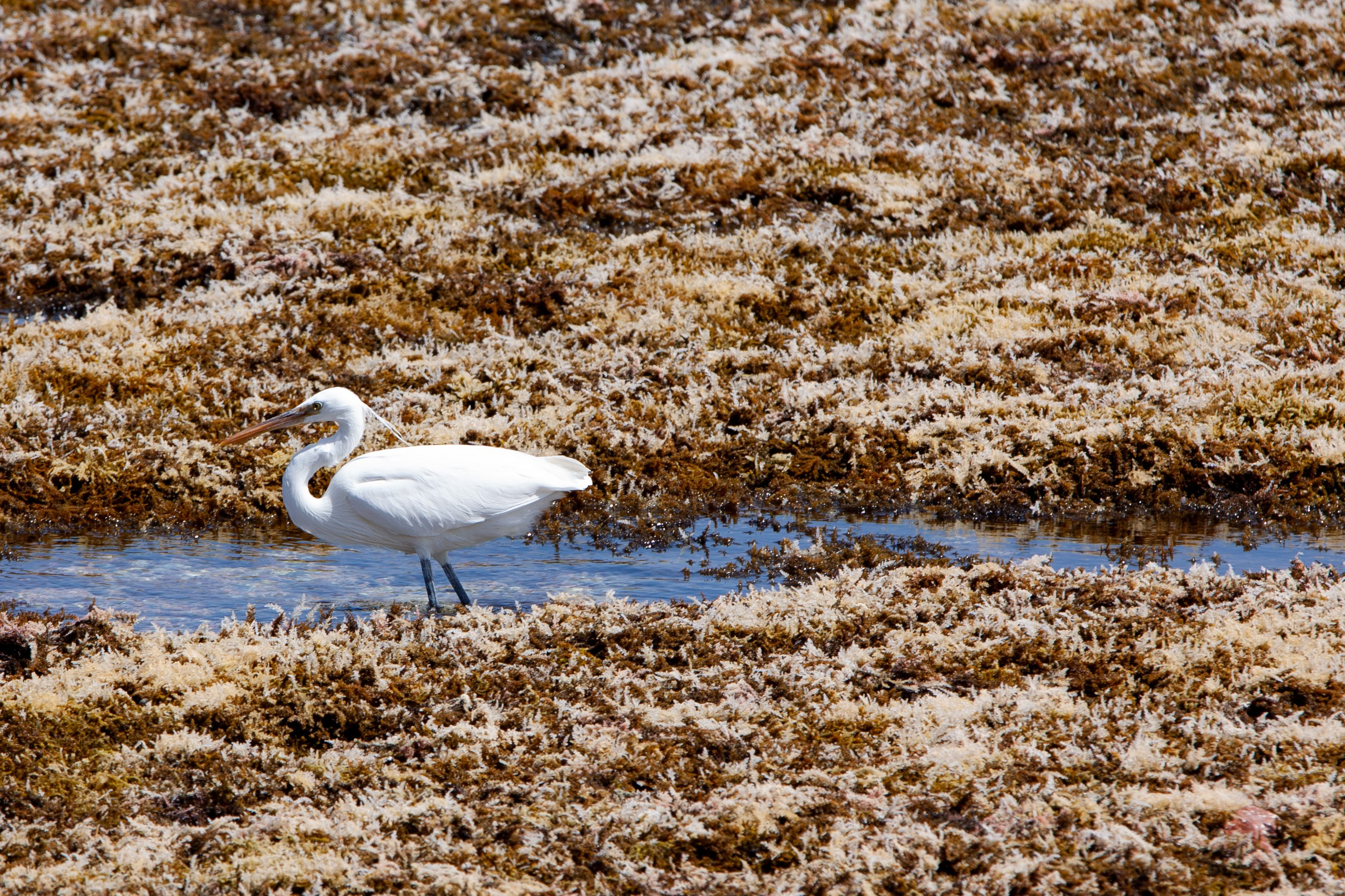 DAHABibi. Дария Галямова — фотограф: открытый, творческий, коммерческий