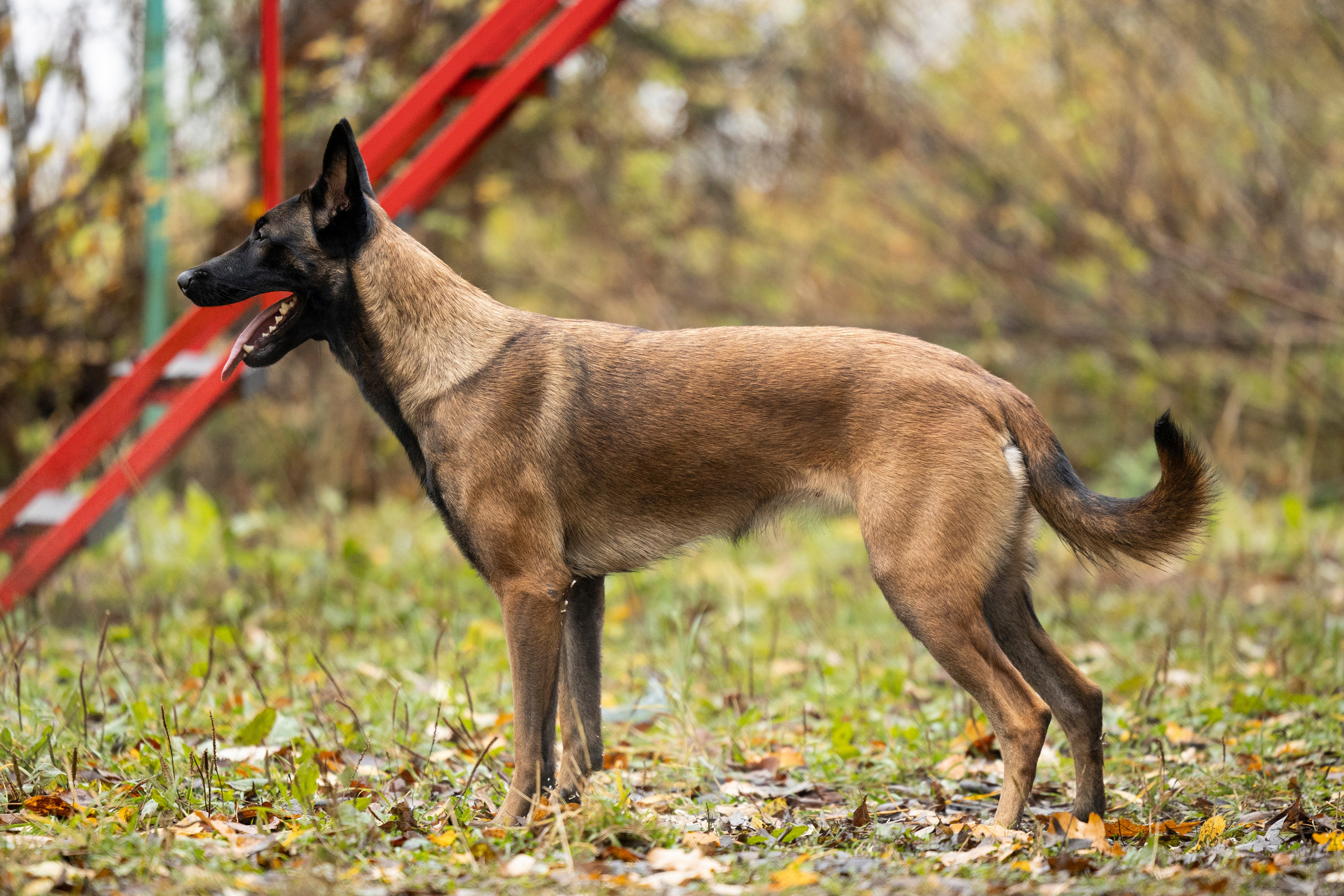 Соревнования по Мондьорингу г. Вологда. Фотограф-анималист Анна Маринич