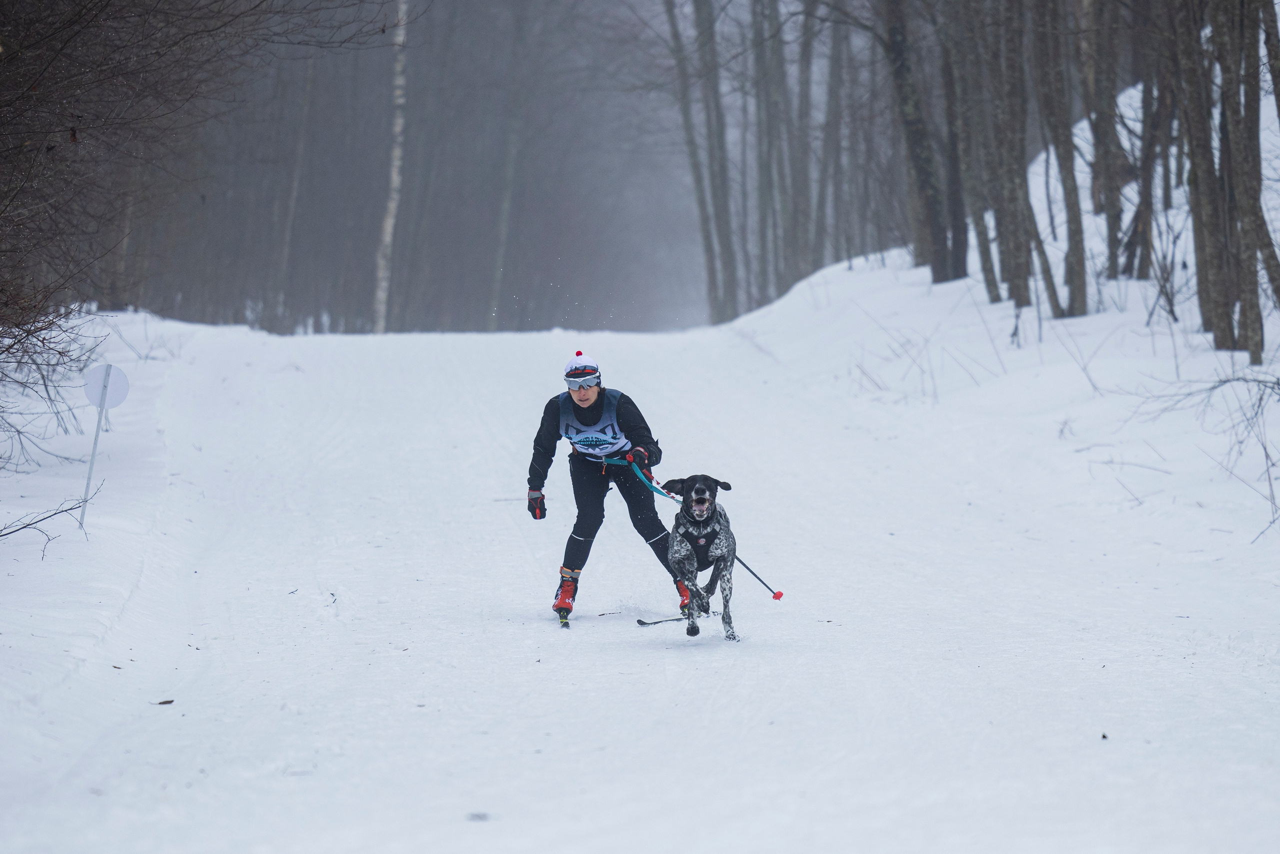 Зимний Чемпионат Санкт-Петербурга по ездовому спорту. Фотограф-анималист Анна Маринич