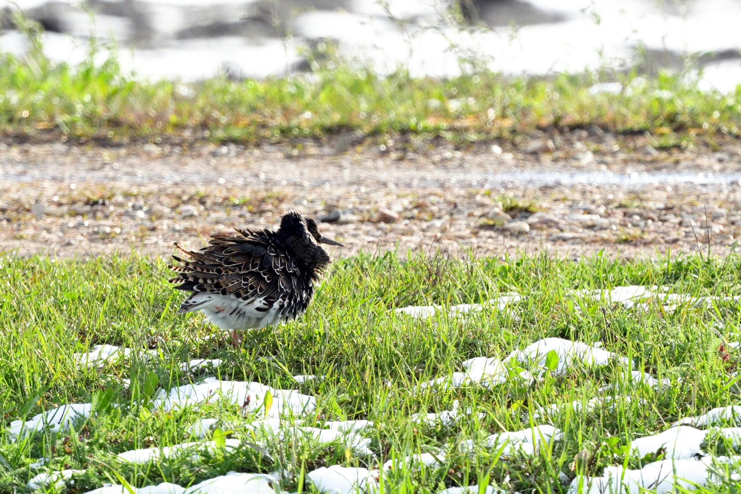Удивительные мир птиц. Вокруг нас столько прекрасного — присмотритесь!. Ваш личный фотограф Марина Волкова