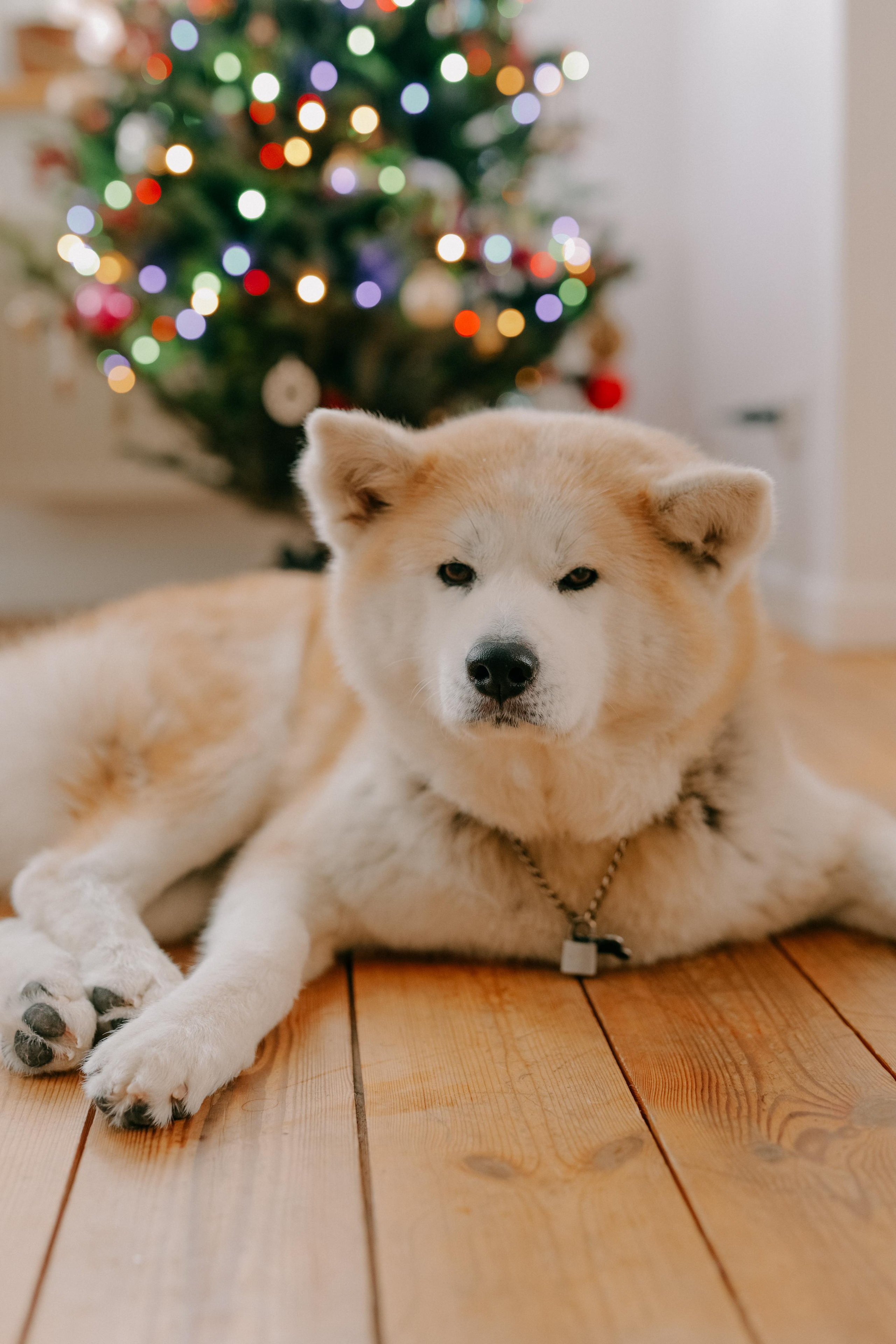 Рождественская история. Варвара Синицына: семейный фотограф в Москве