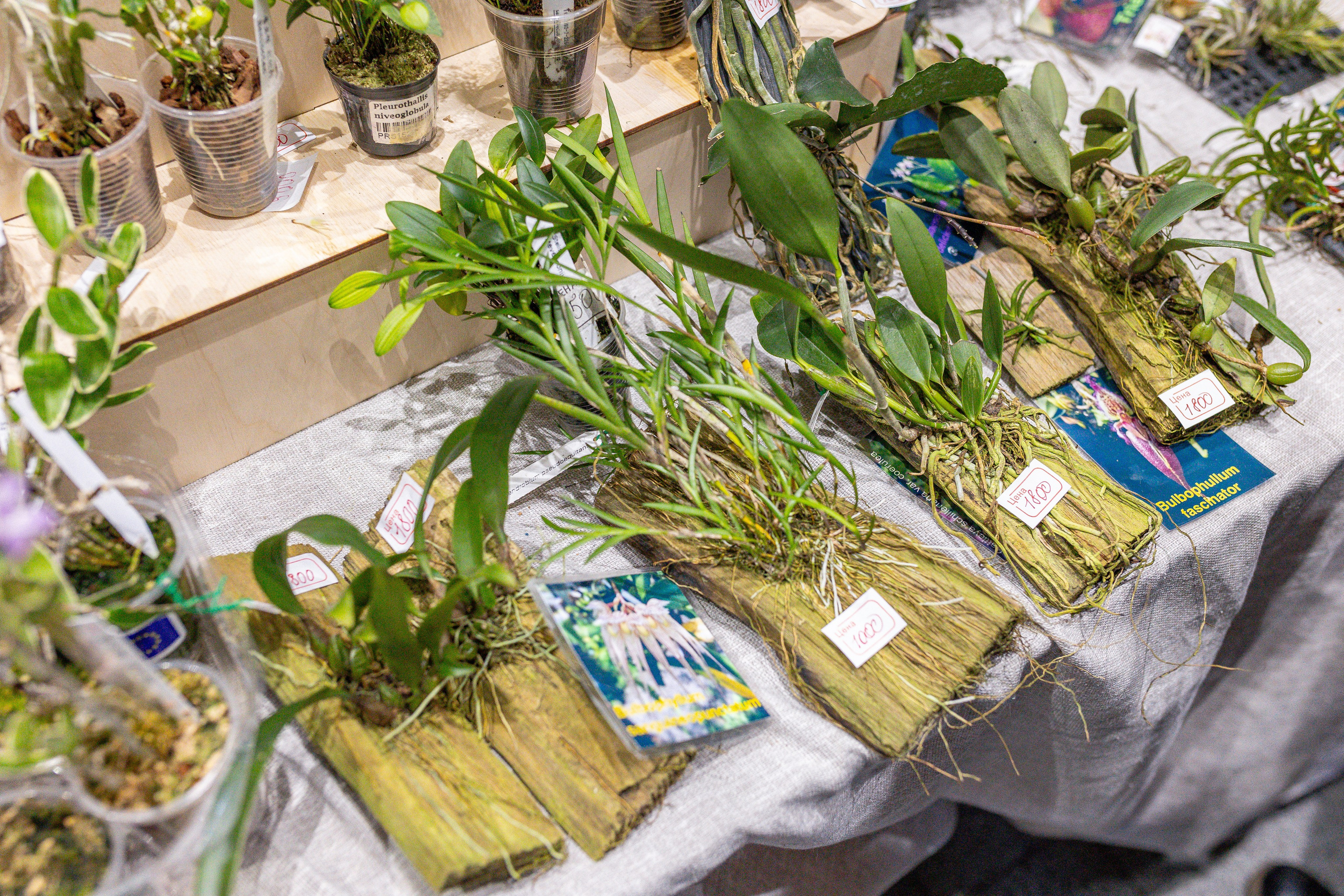 Орхидиум 12.2025. Александра Куликова фотограф, Москва