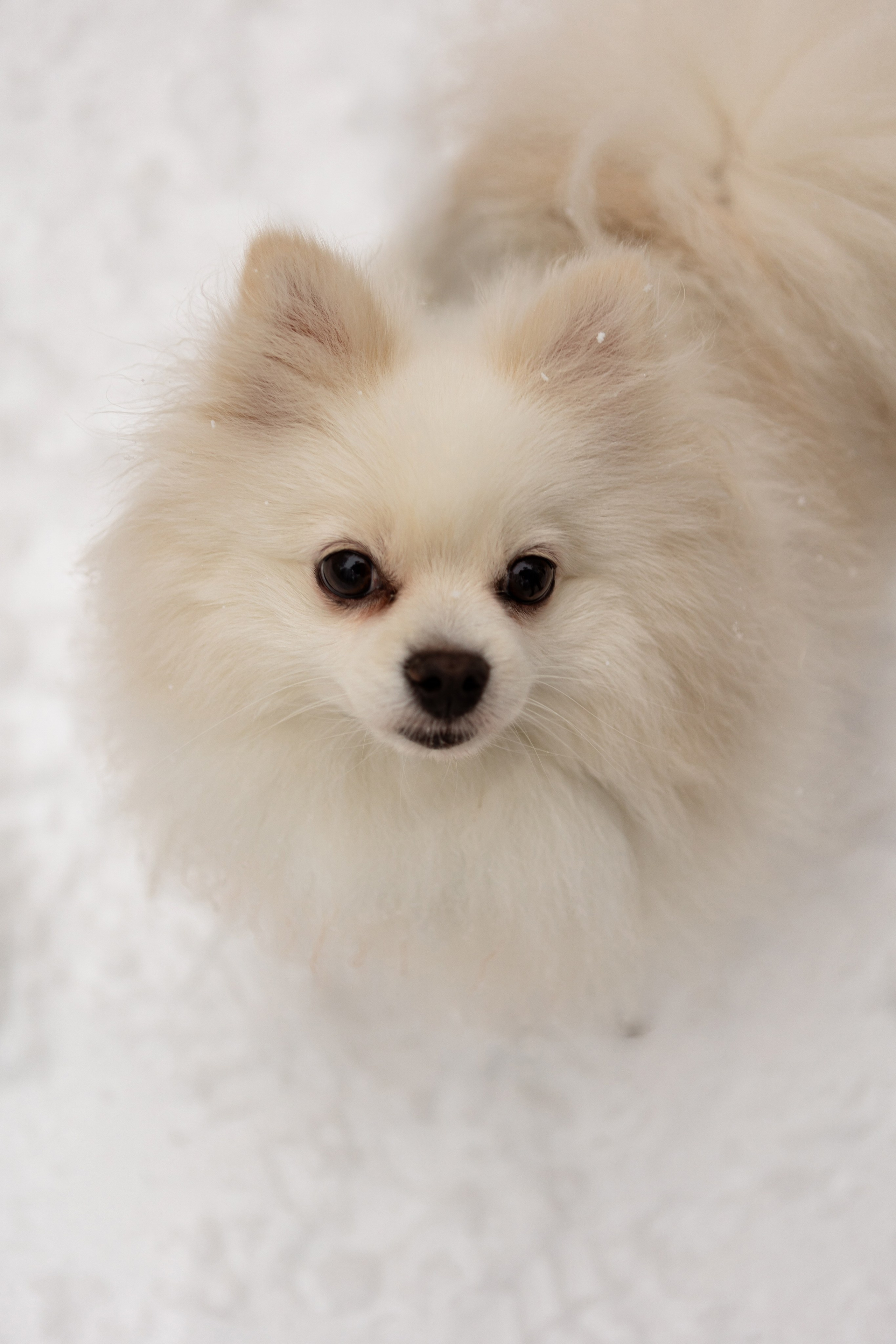 Новогодняя фотосессия с собачками в шуваловском парке. Свадебный фотограф в СПБ | Санкт-Петербурге Анастасия Рахимгулова