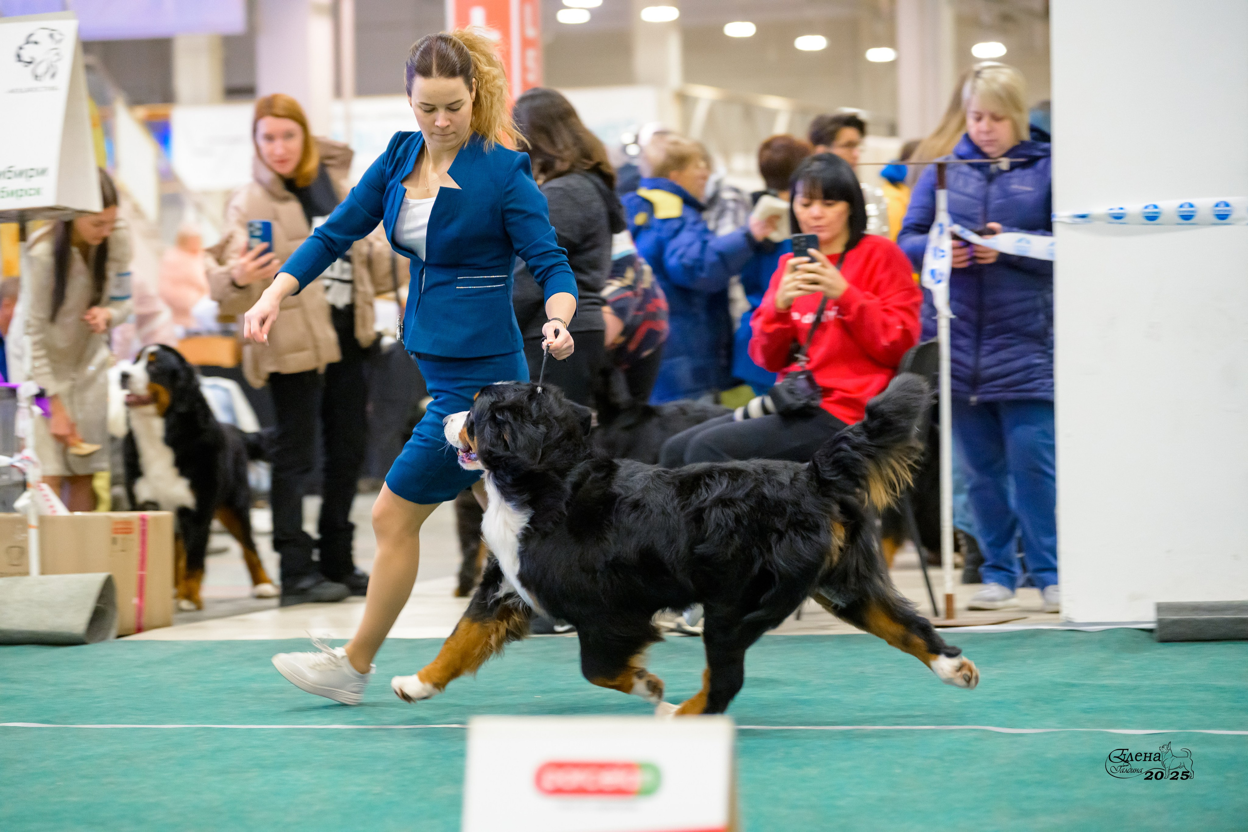 6-7.12.2025 г.Новосибирск. Фотограф анималист Елена Галдина г. Красноярск