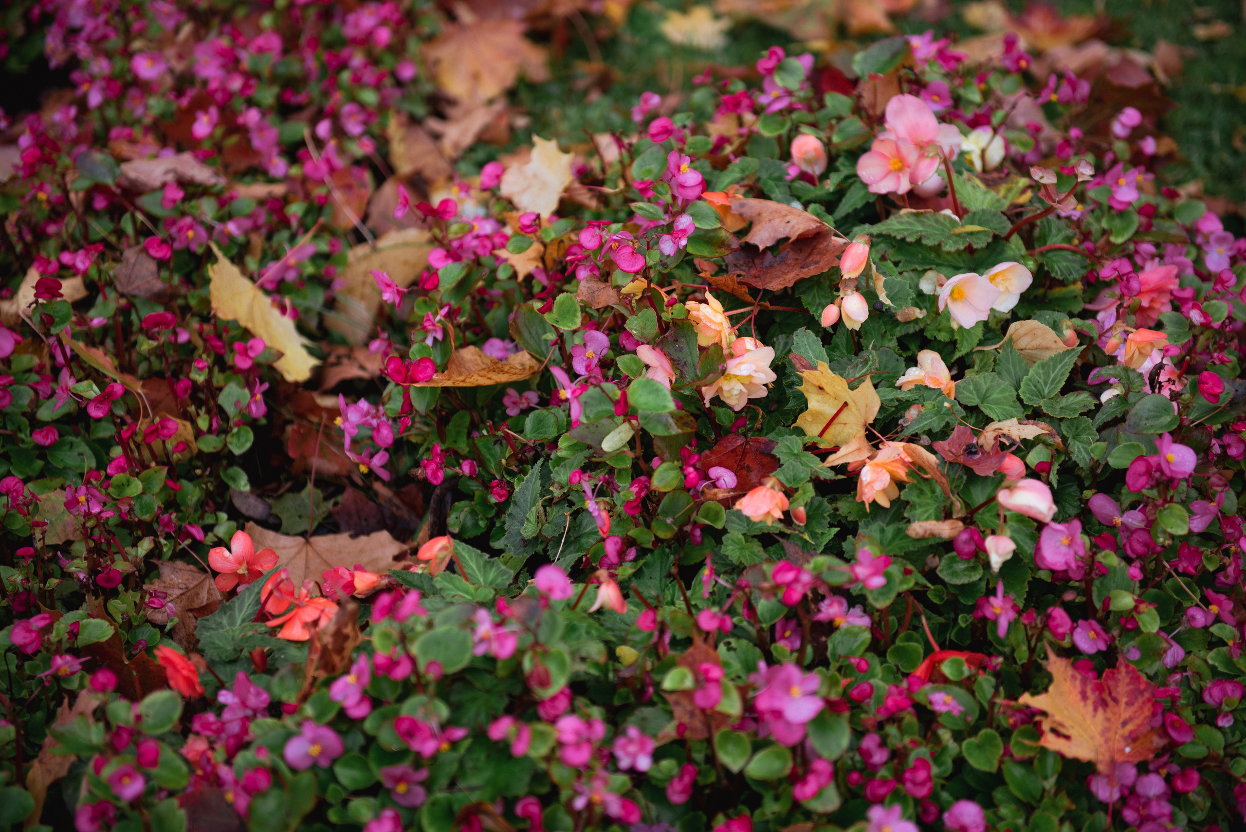 Осень. Портретный и архитектурный фотограф в Москве и Санкт-Петербурге