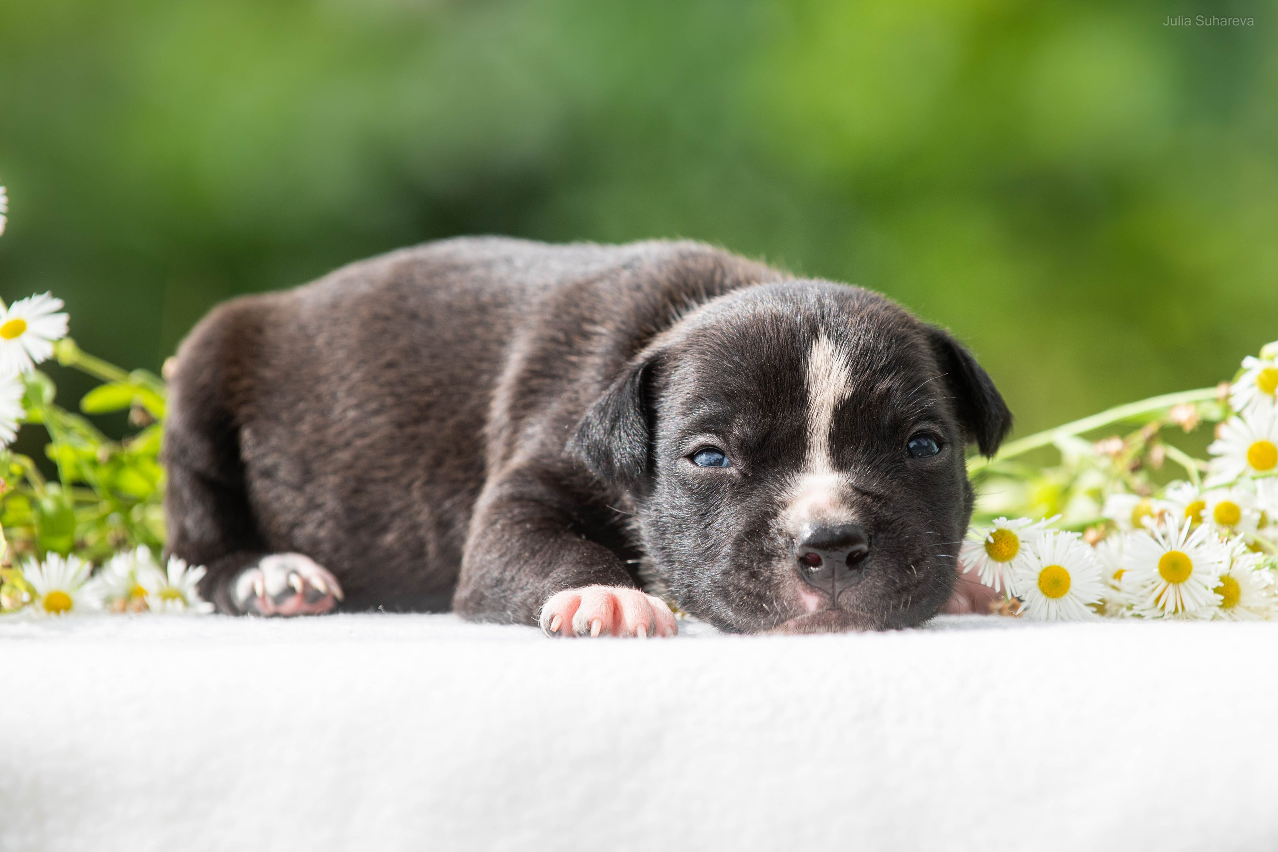 Щенки 2 недели. Главная