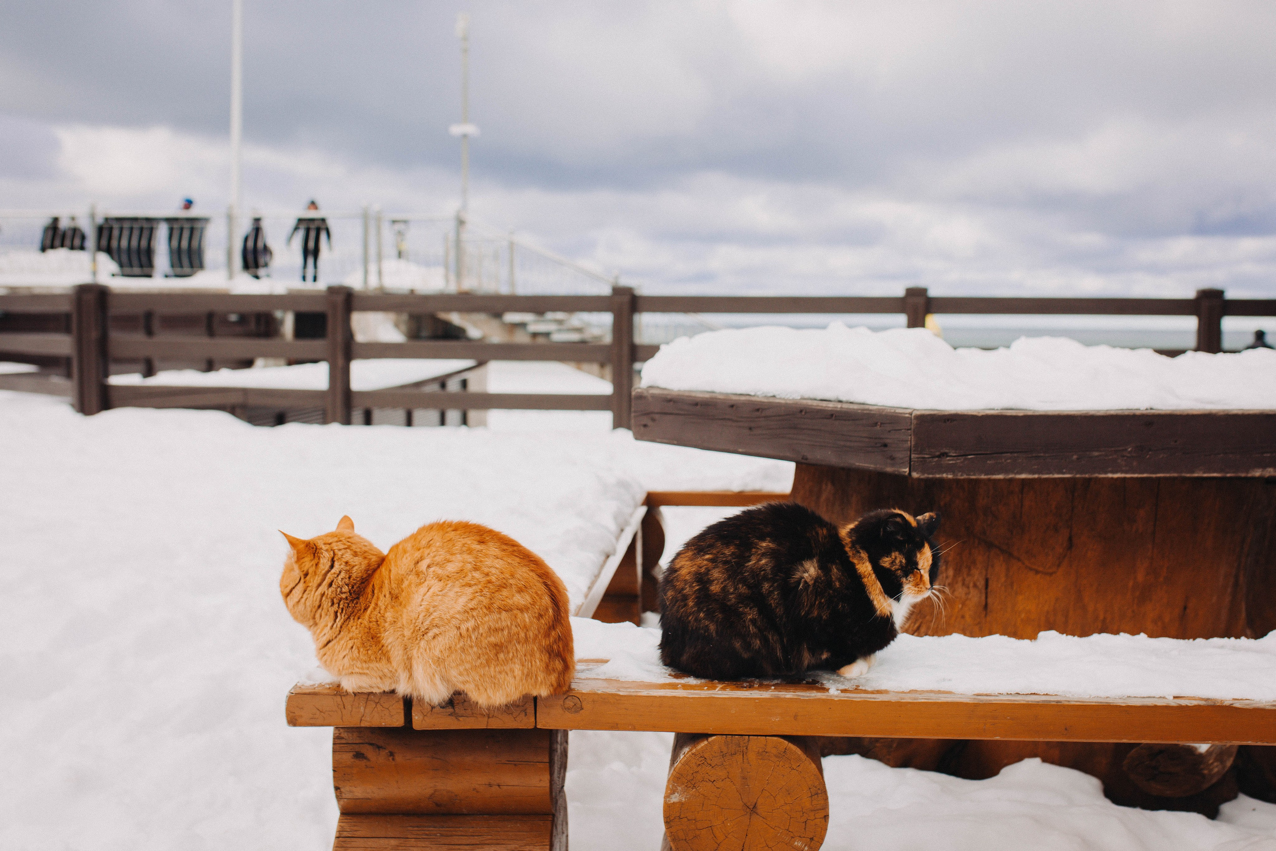 Коты Зеленоградска. Фотограф Зеленоградск Красильникова Елена