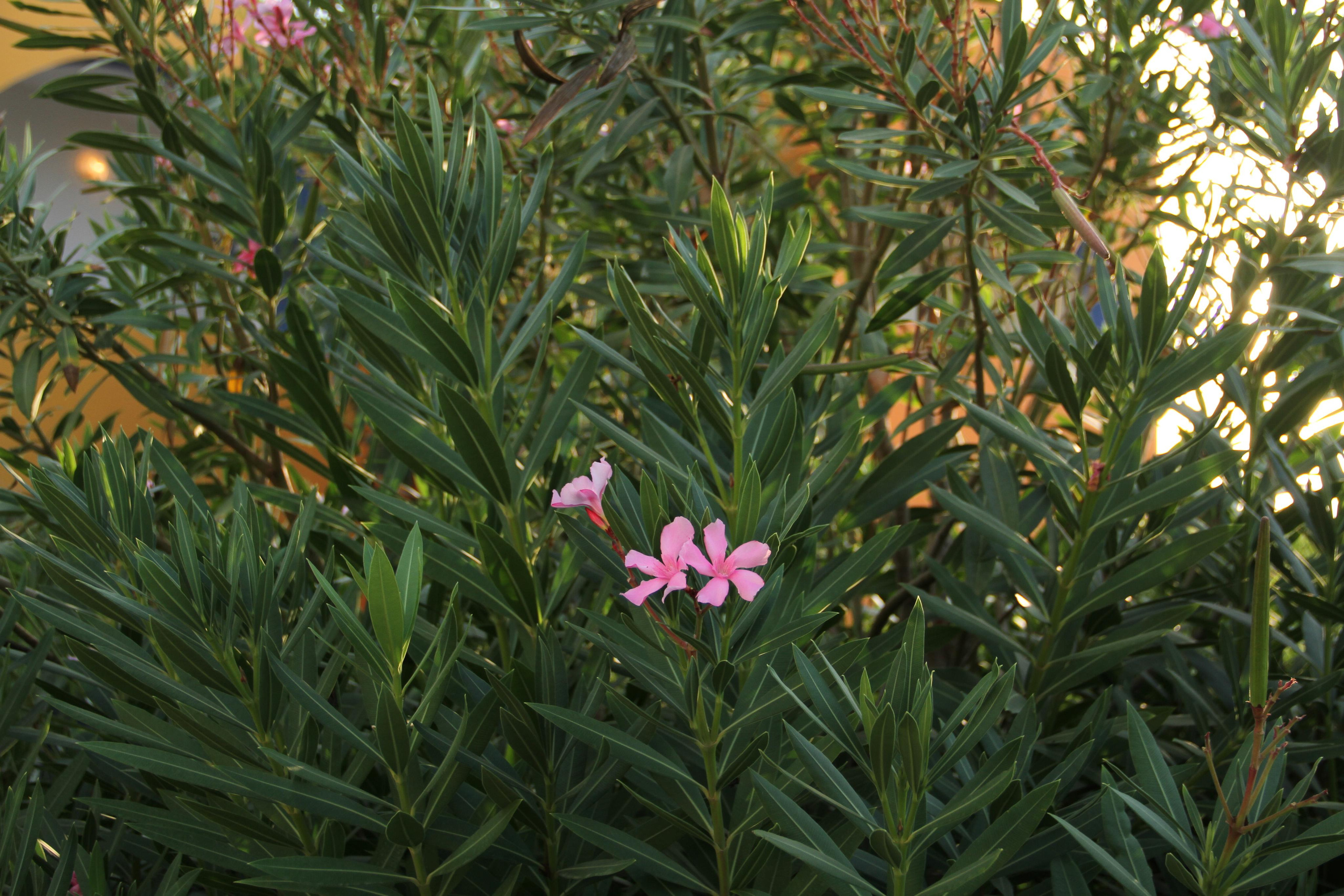 ✓ Природные красоты. Фотограф Юрий Якименко. Школьный, семейный и свадебный фотограф в Гоме