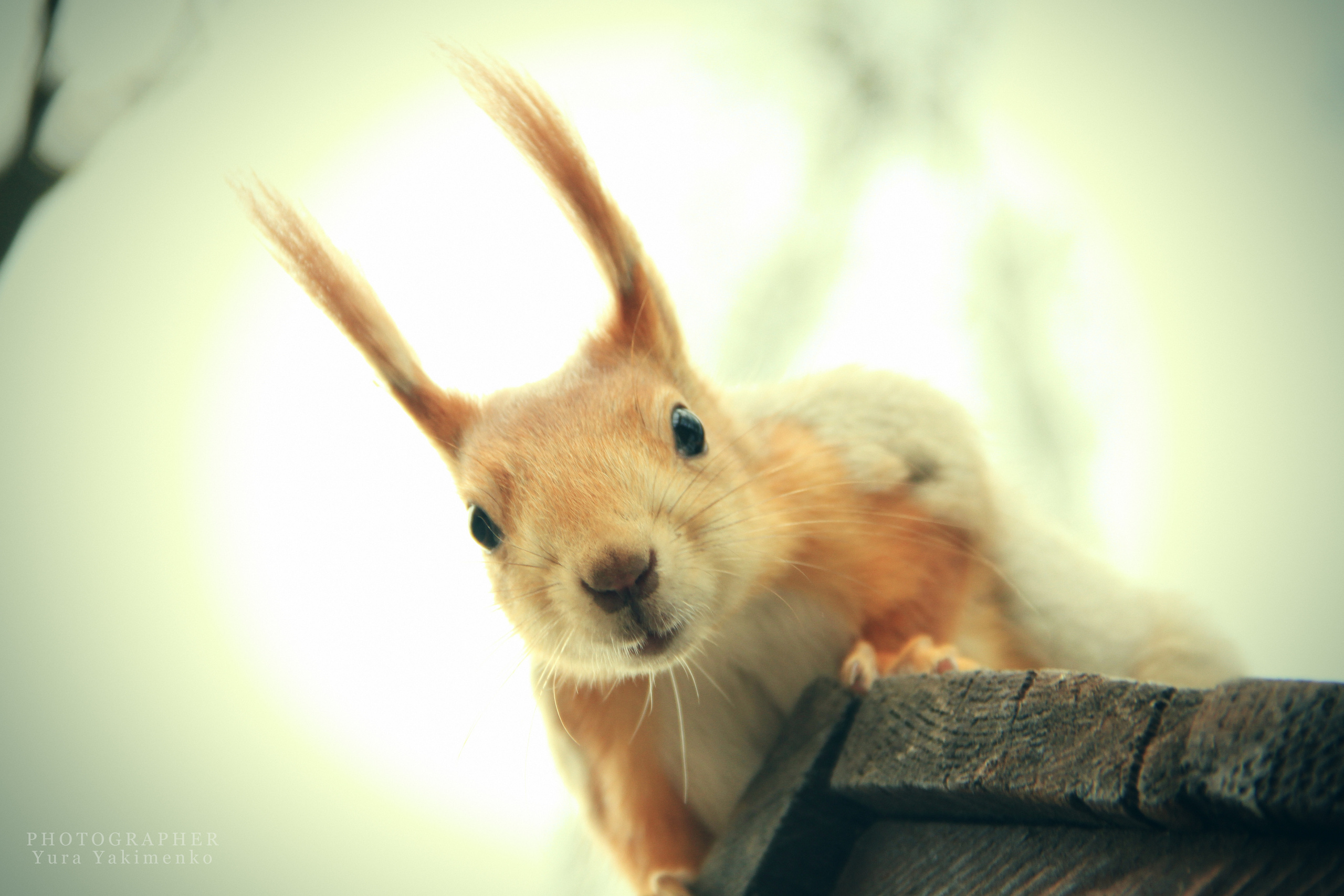 ✓ Природные красоты. Фотограф Юрий Якименко. Школьный, семейный и свадебный фотограф в Гоме