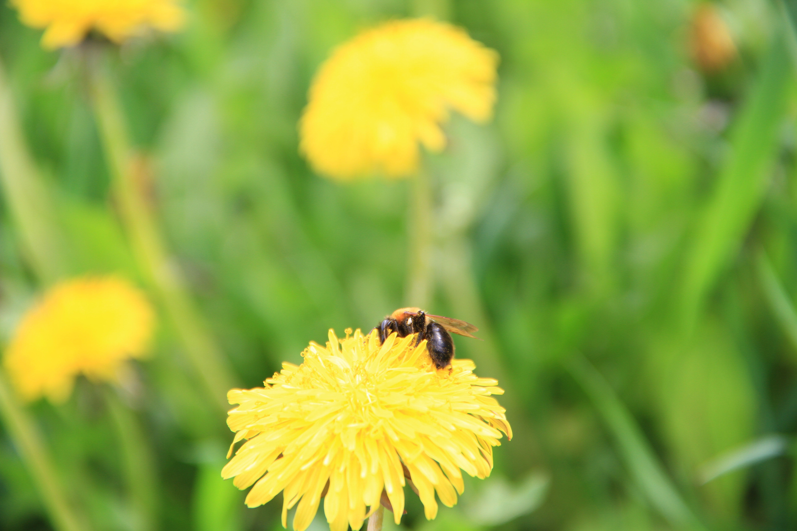 ✓ Природные красоты. Фотограф Юрий Якименко. Школьный, семейный и свадебный фотограф в Гоме