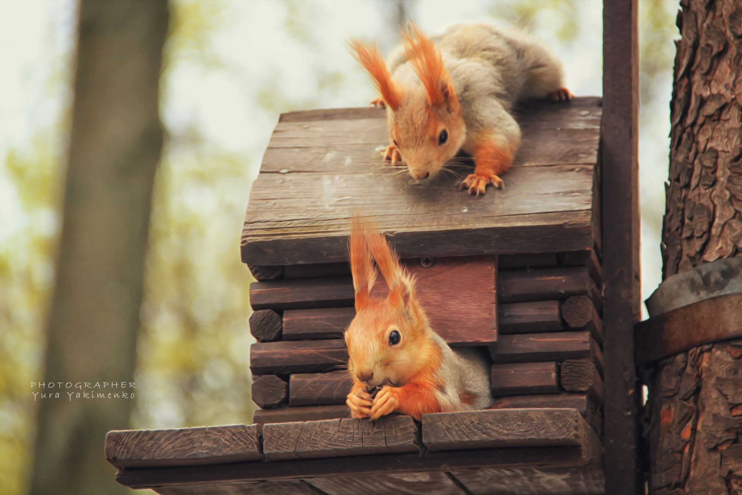 ✓ Природные красоты. Фотограф Юрий Якименко. Школьный, семейный и свадебный фотограф в Гоме