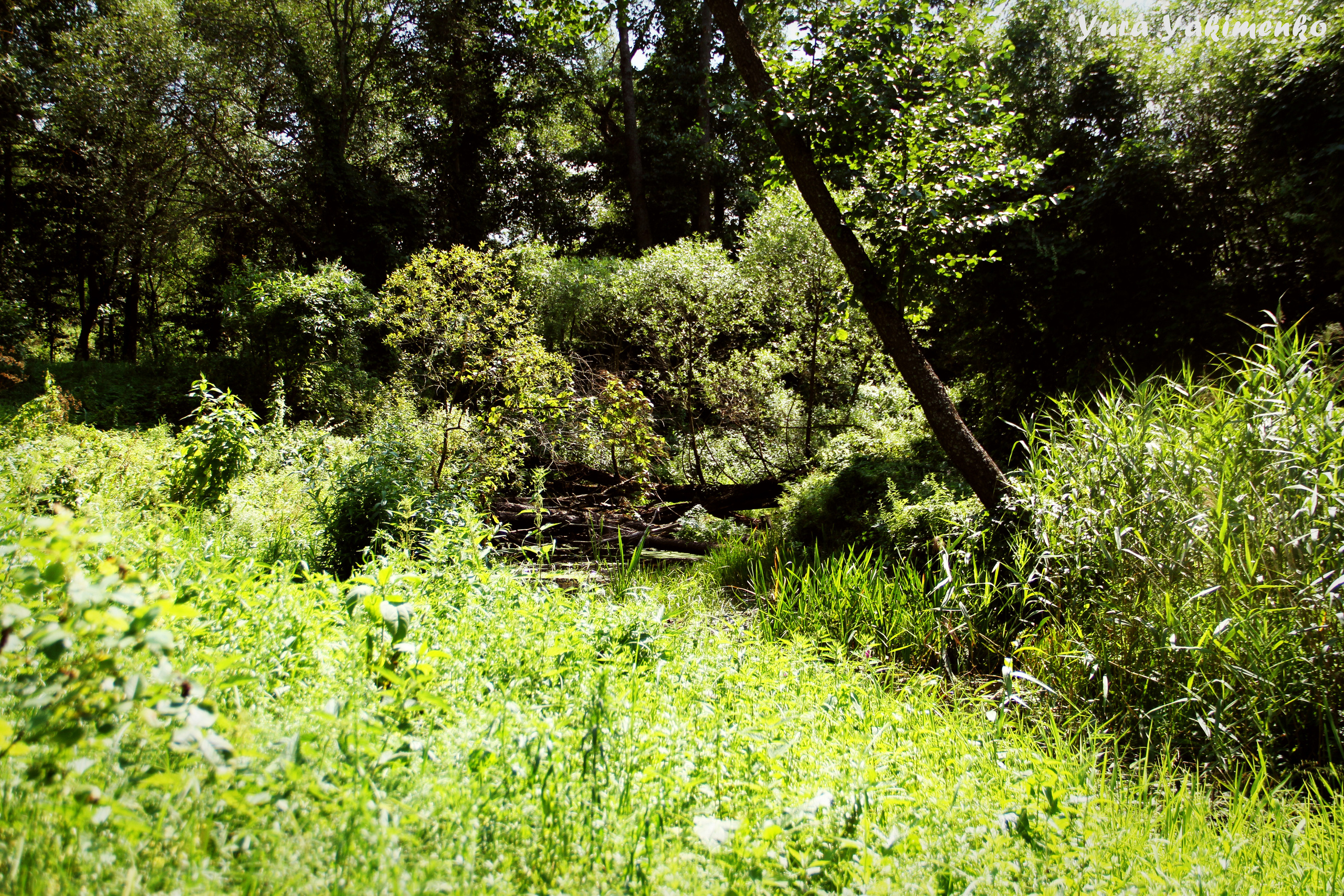 ✓ Природные красоты. Фотограф Юрий Якименко. Школьный, семейный и свадебный фотограф в Гоме