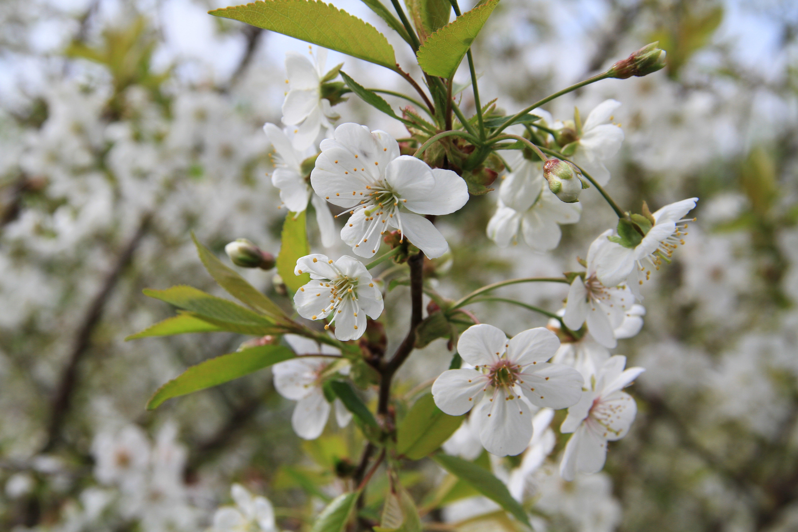 ✓ Природные красоты. Фотограф Юрий Якименко. Школьный, семейный и свадебный фотограф в Гоме