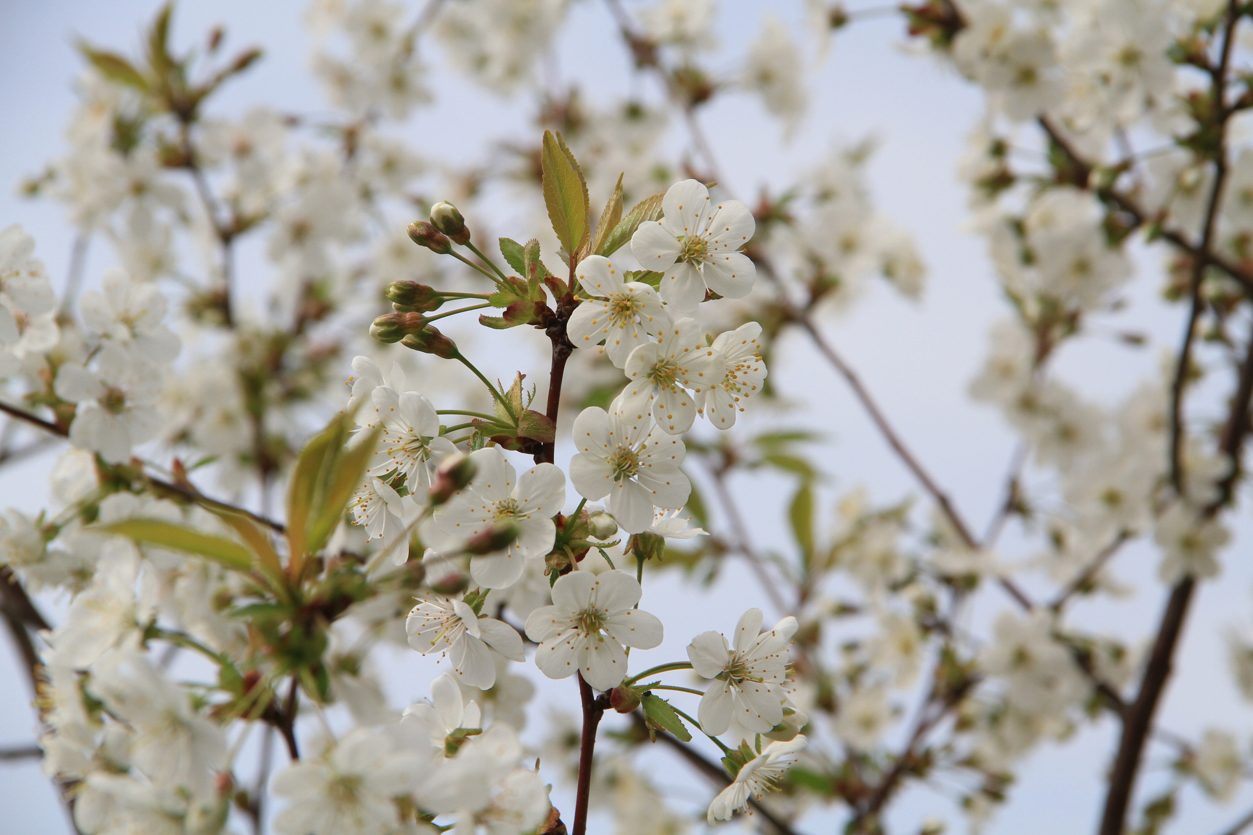 ✓ Природные красоты. Фотограф Юрий Якименко. Школьный, семейный и свадебный фотограф в Гоме