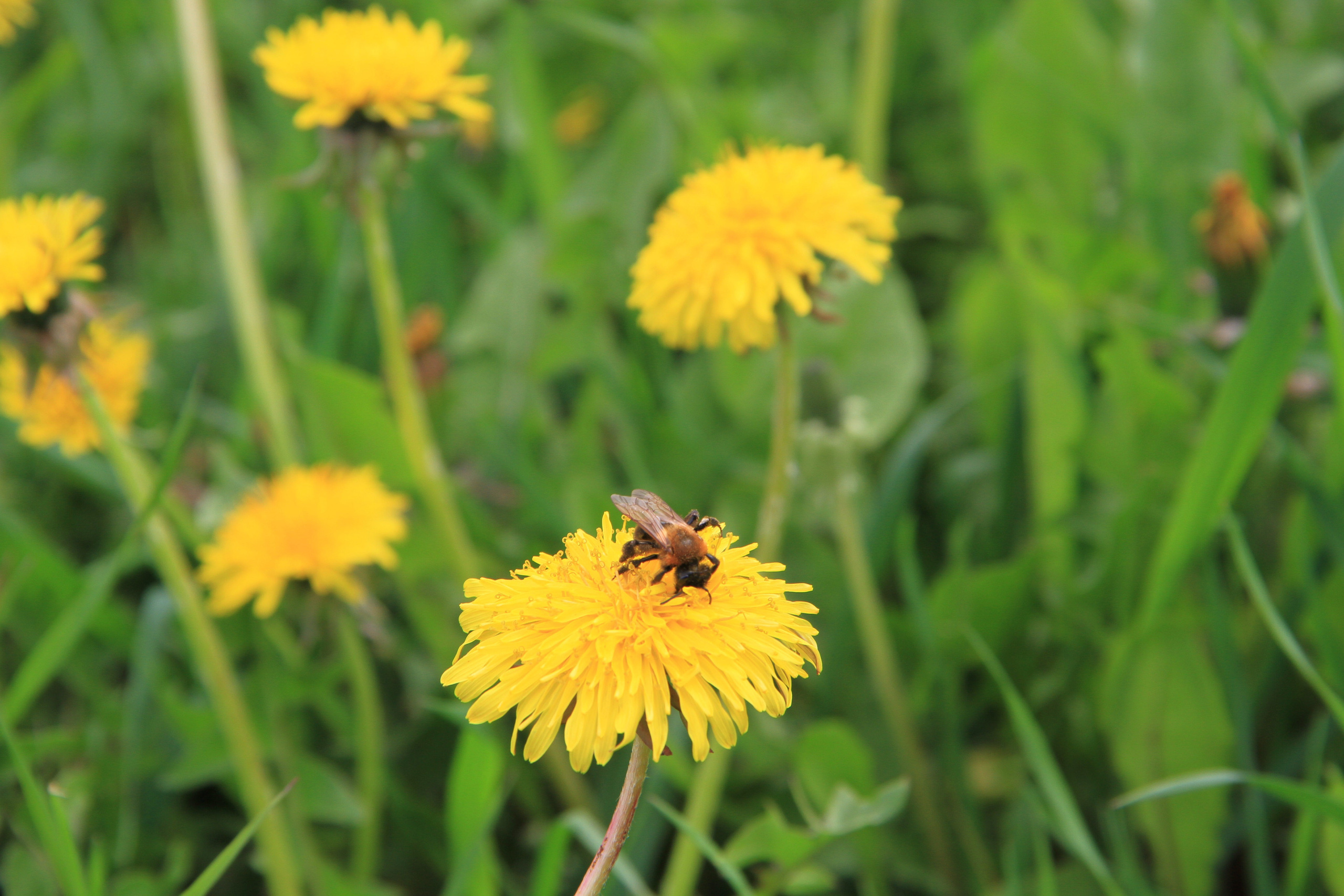 ✓ Природные красоты. Фотограф Юрий Якименко. Школьный, семейный и свадебный фотограф в Гоме