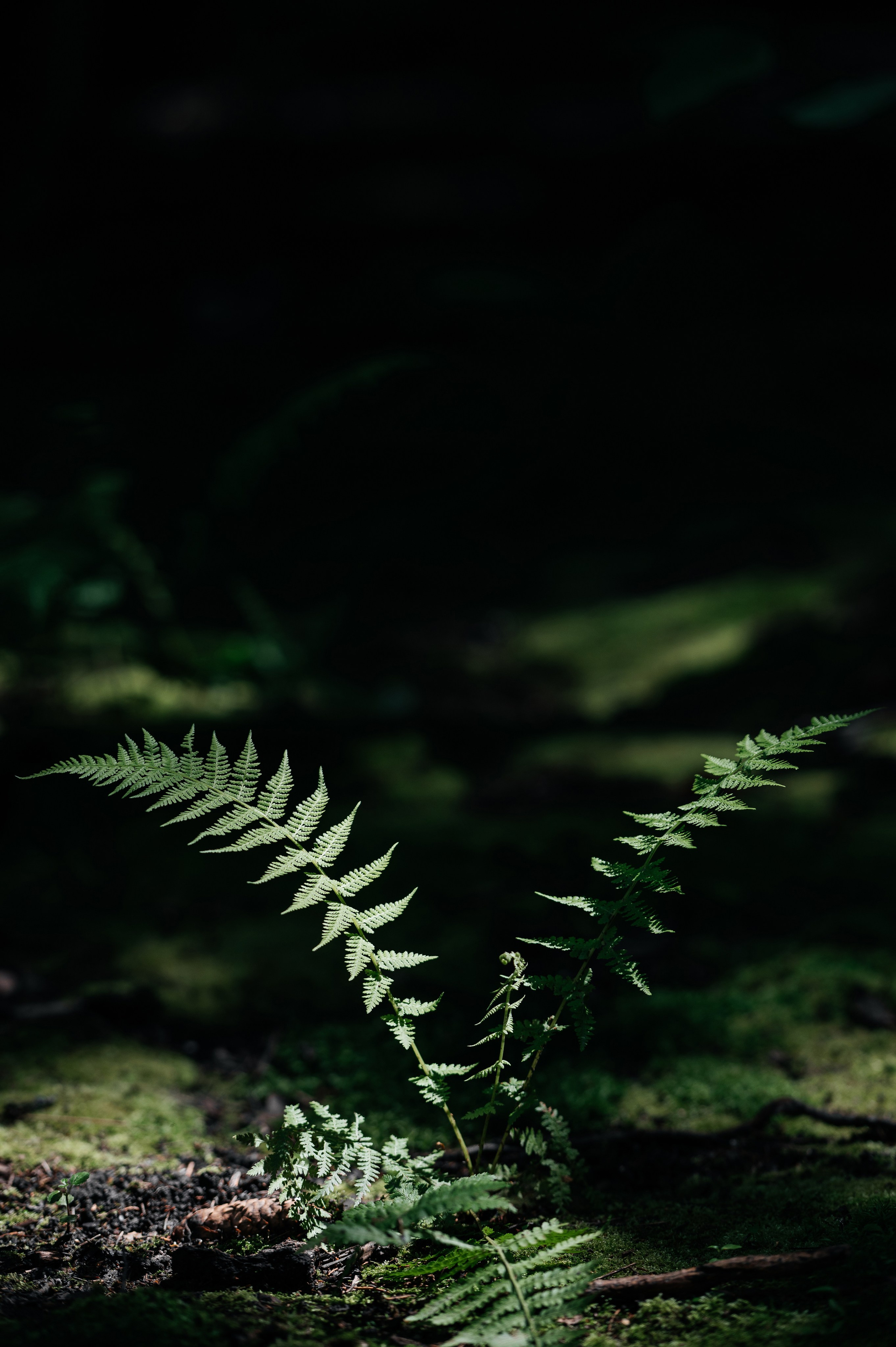 Wedding Romance and Anastasia. Wedding photographer in Moscow and around the world Andrey Medvednikov