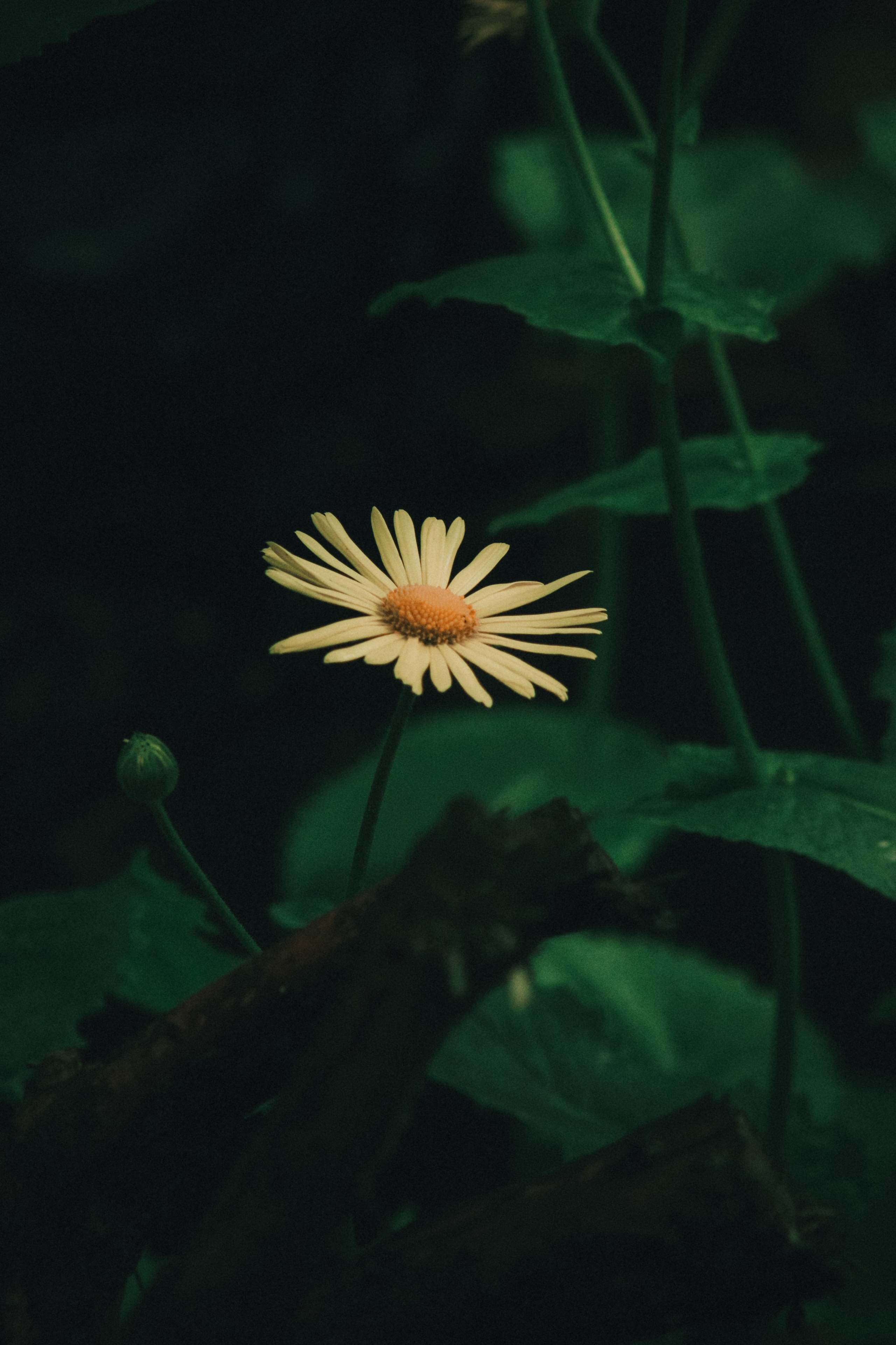 Р А С Т Е Н И Я. — Digital Noise —