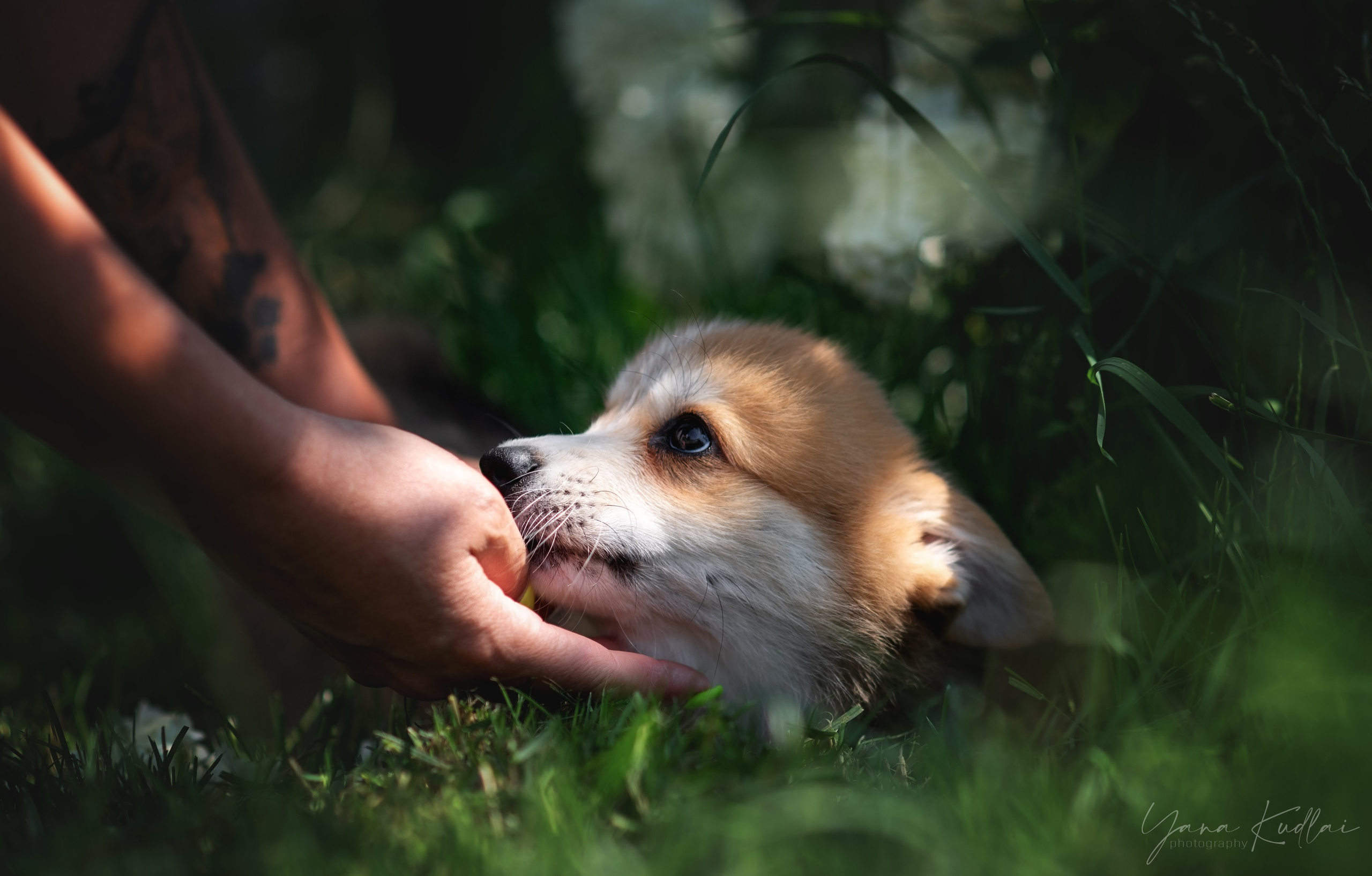 Малышарики корги). Фотограф анималист Ставрополь Яна Кудлай