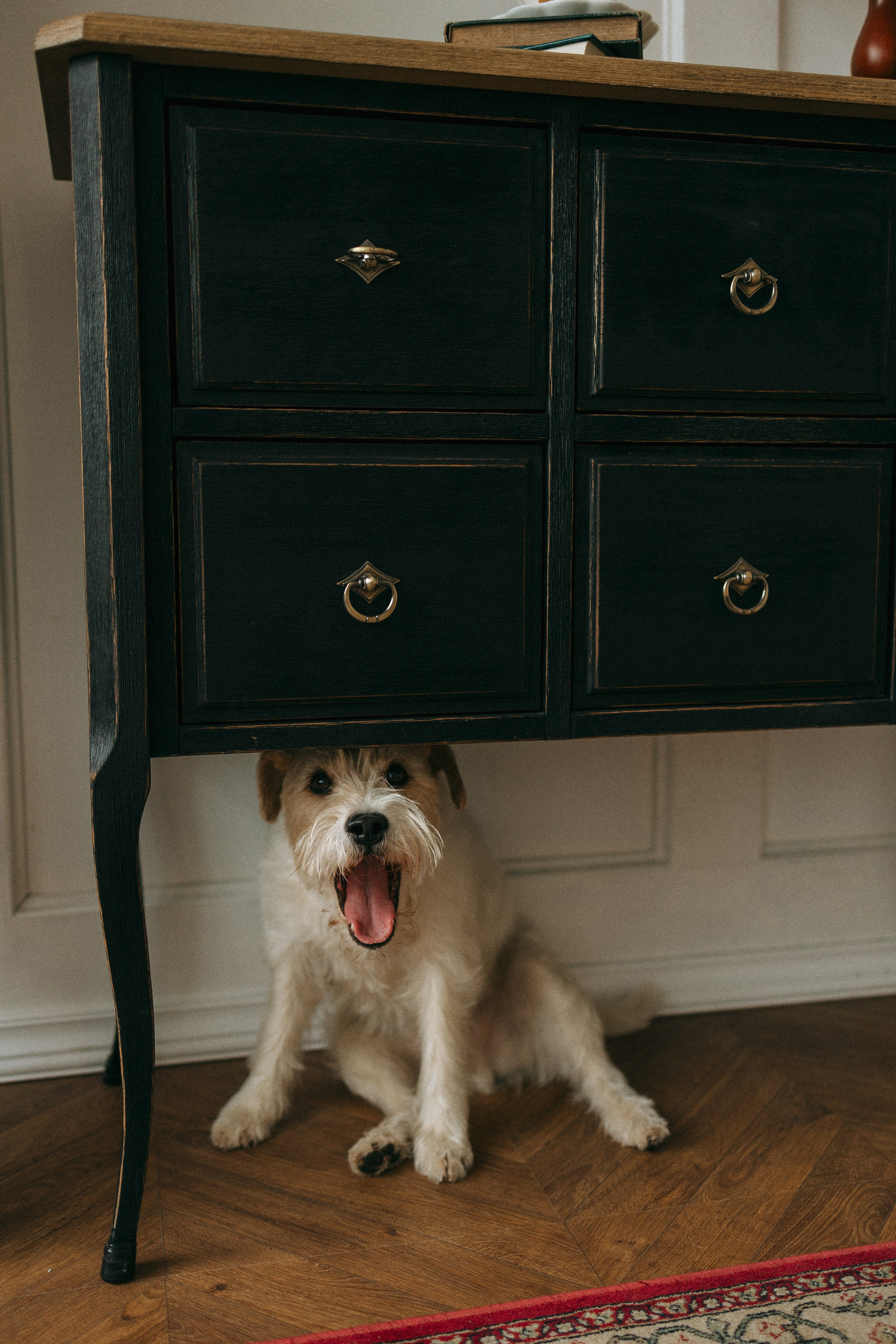 Цунами, Теон и Женя. Фотограф анималист Анастасия Пикей