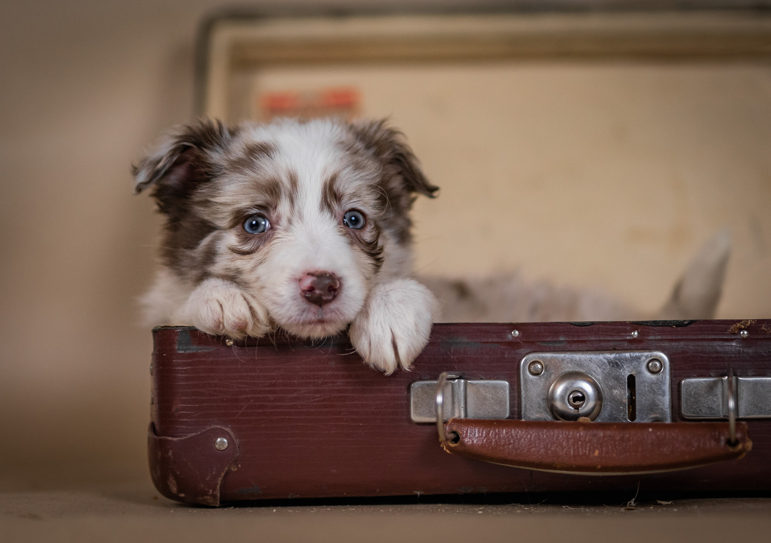 Фритсвит. Семейный фотограф Ефремова Виктория