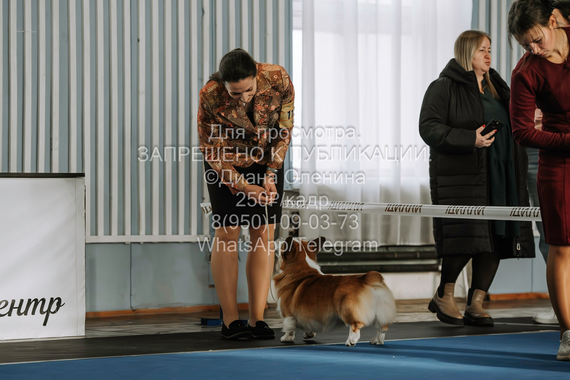 Выставка собак Красноярск 29.10.2023. Фотограф Диана Оленина Красноярск / Братск