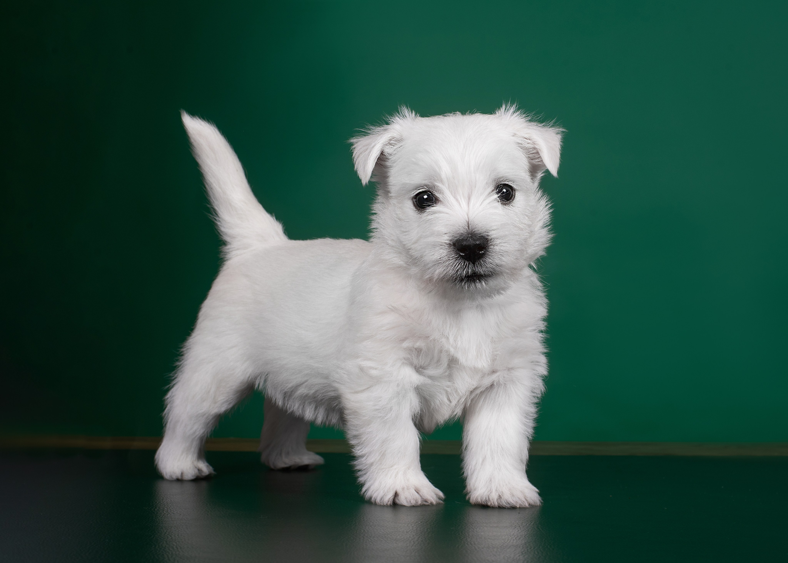 Щенки вест хайленд. Дог-фотограф в Тюмени Александра Королева