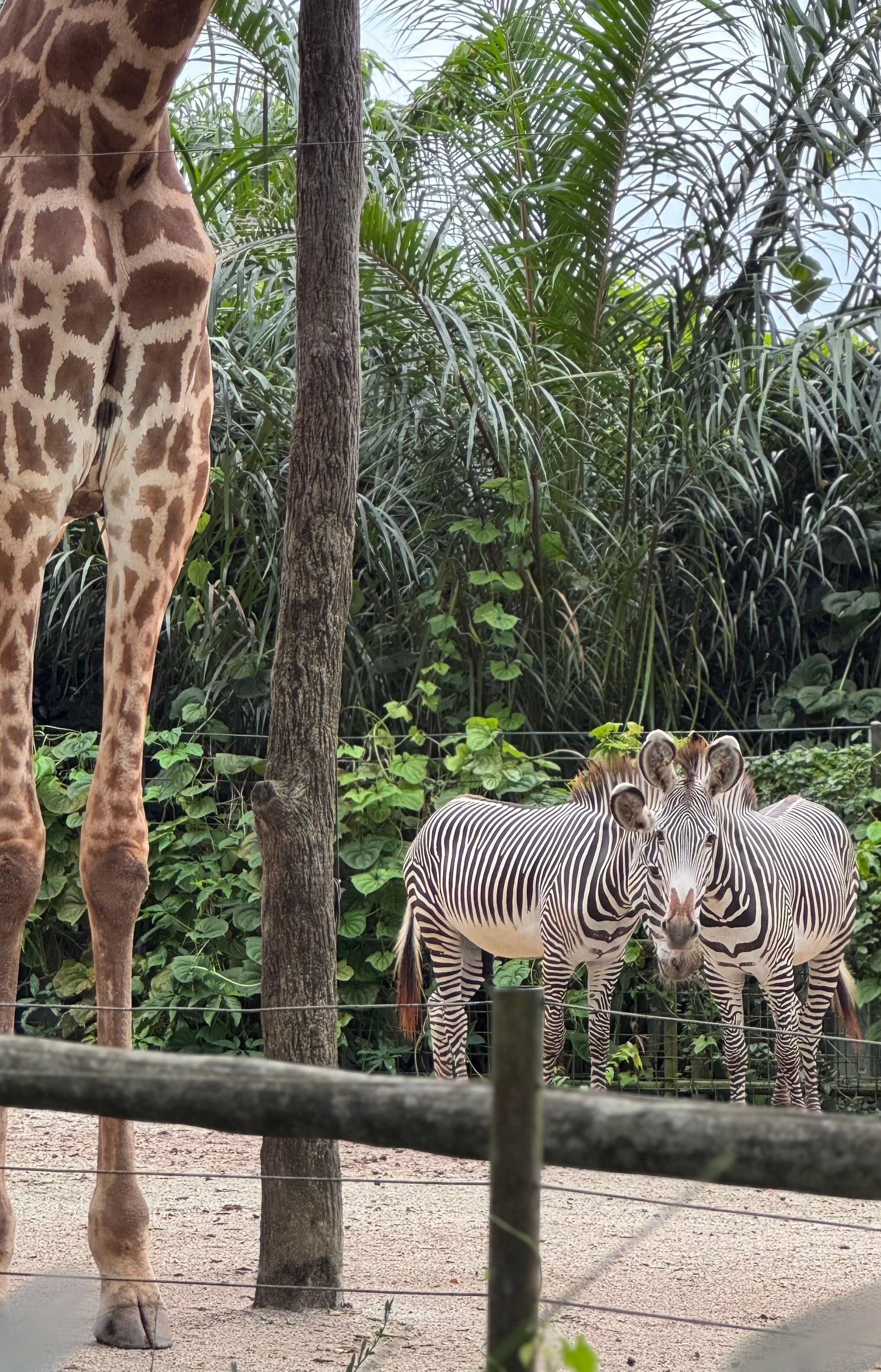 Сингапур 2025. А вот и да!