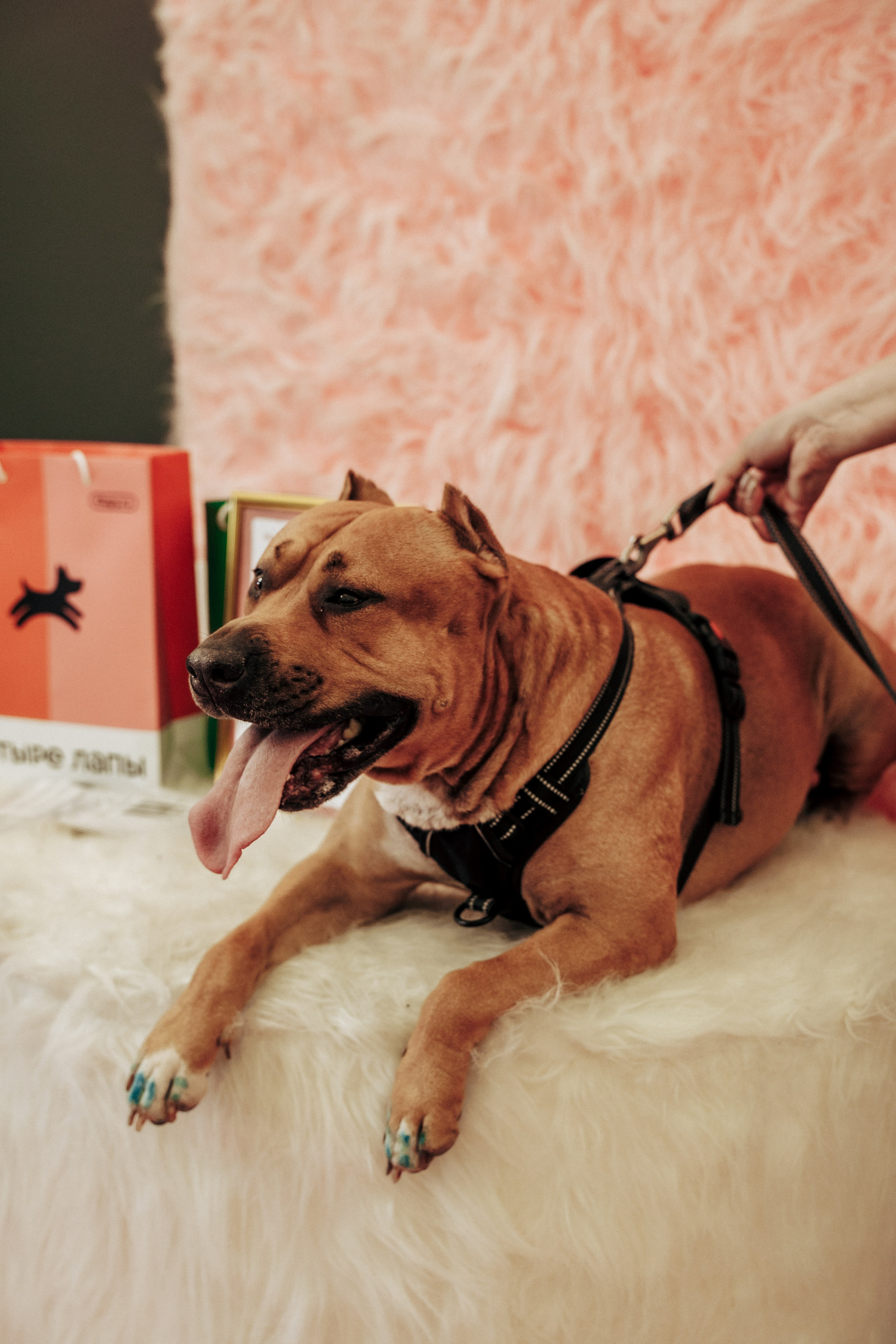 Репортажная фотосессия «День питомца-донора». Профессиональный фотограф в Санкт-Петербурге Александр Волосенцев