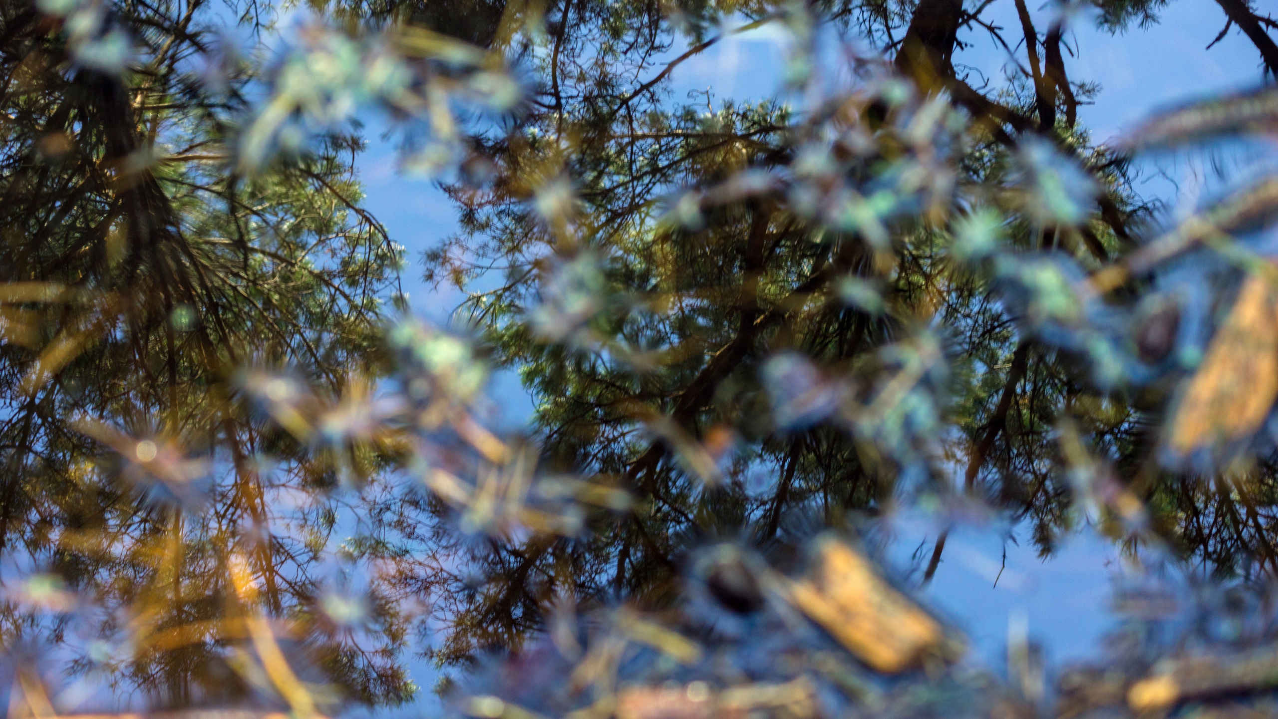 Куршская коса. Фотограф-путешественник Самойлов Максим «Sly Fox»