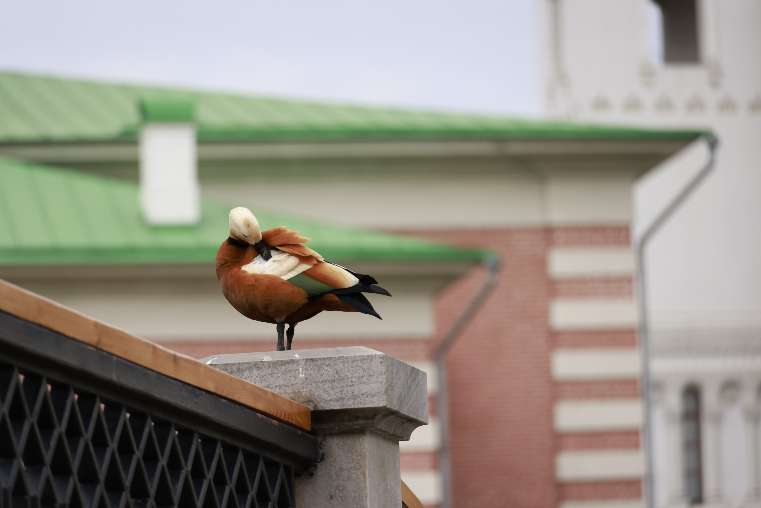 Зверье. Фотохудожник BID