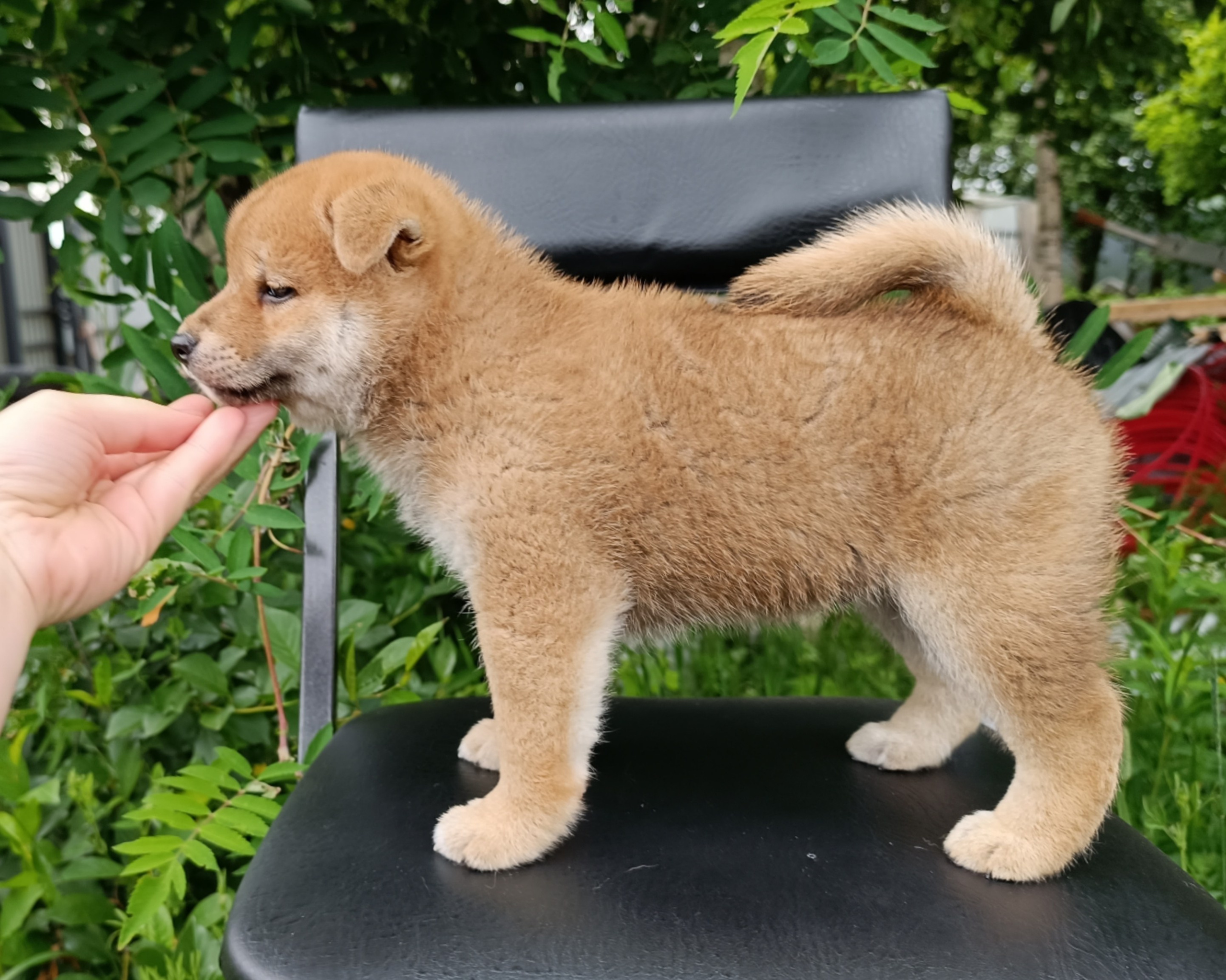 Сиба Rubylight Germes питомник Рубилайт