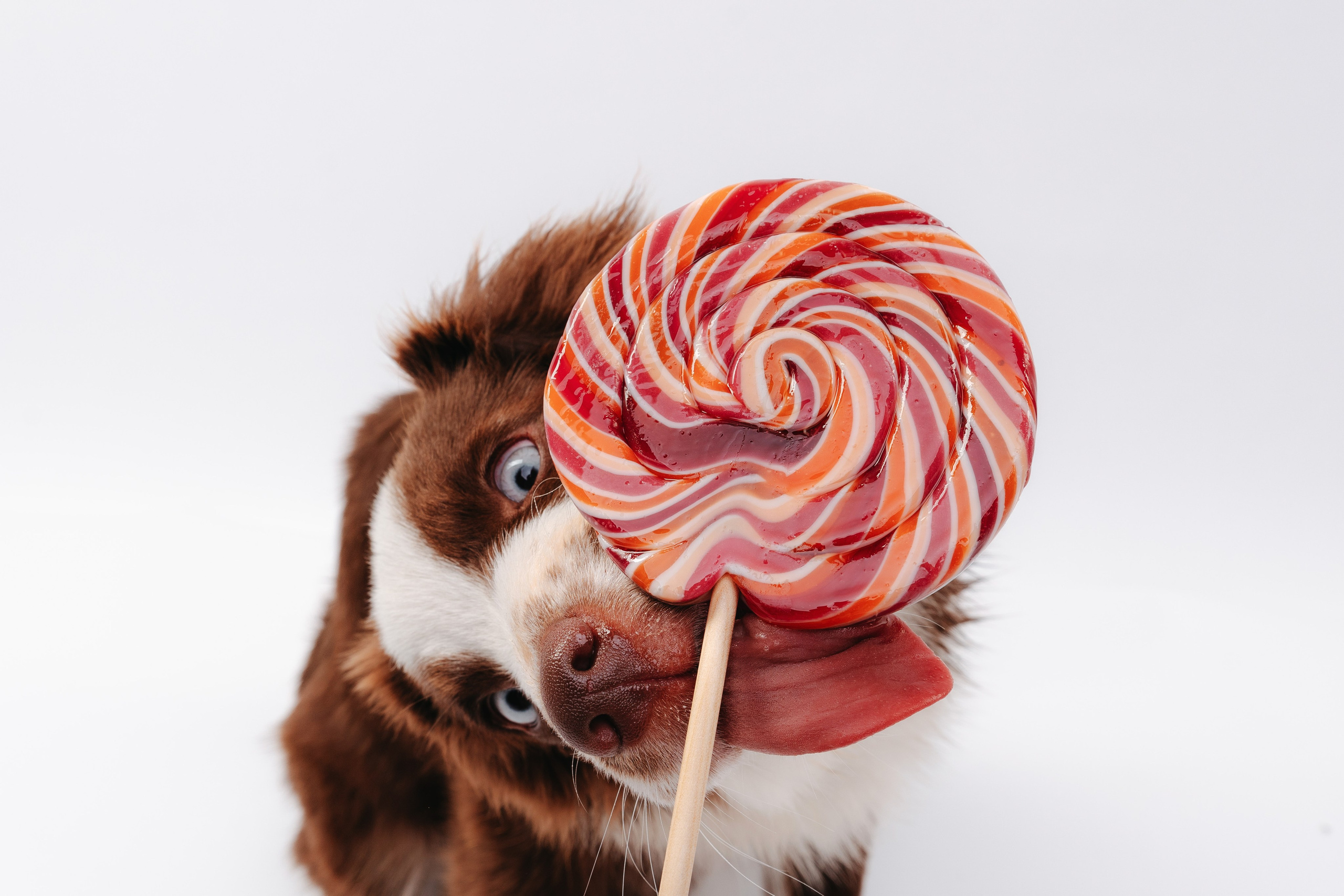 Миниаусси Дайс. Фотограф анималист Осипчикова Мария