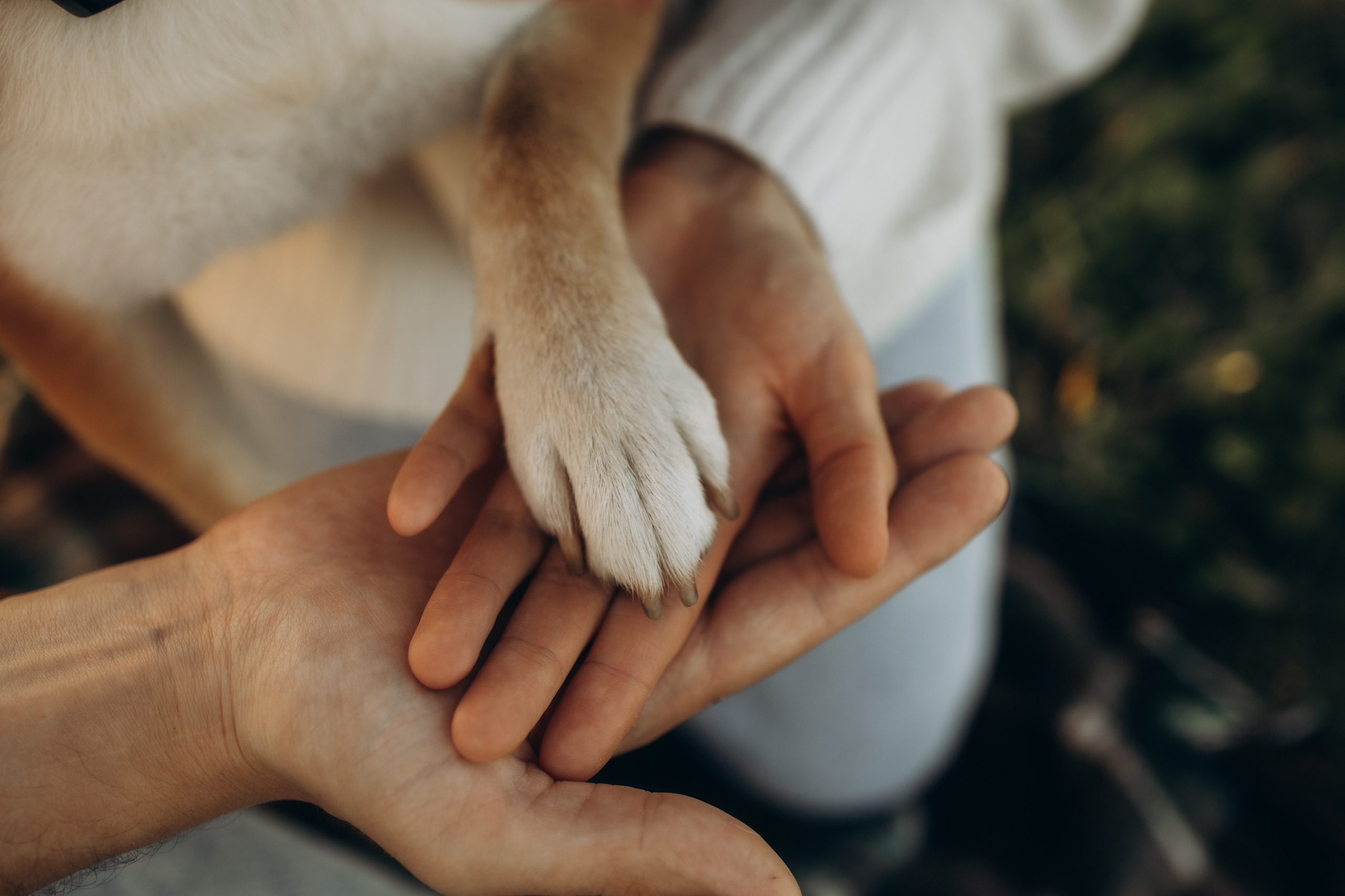 пушкин, павловск, спб, семейная фотосессия, семейная съёмка, лав стори, фотосессия на природе, фотосессия на улице