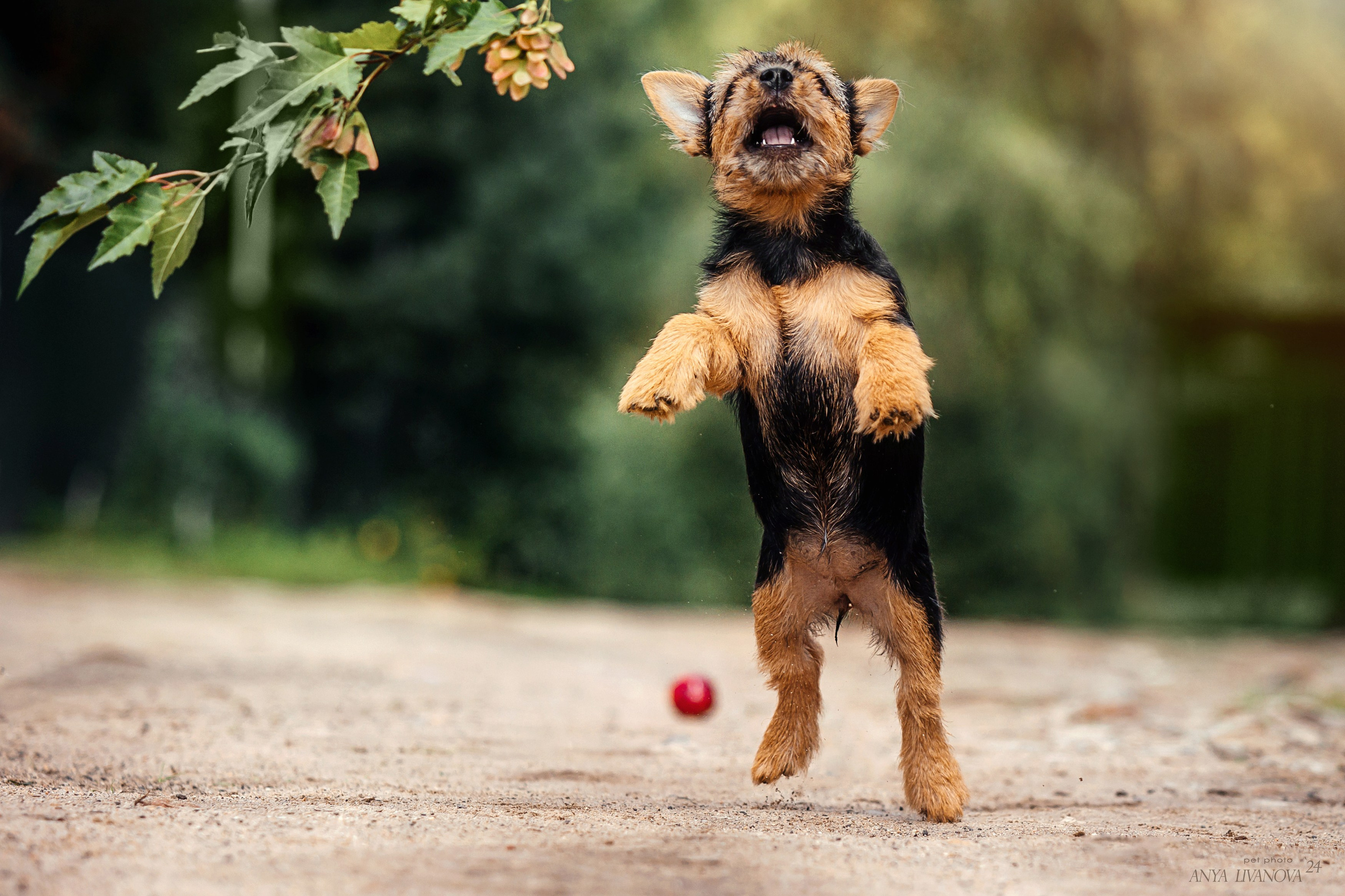 Норвичи. Фотограф анималист Аня Ливанова | Рыбинск