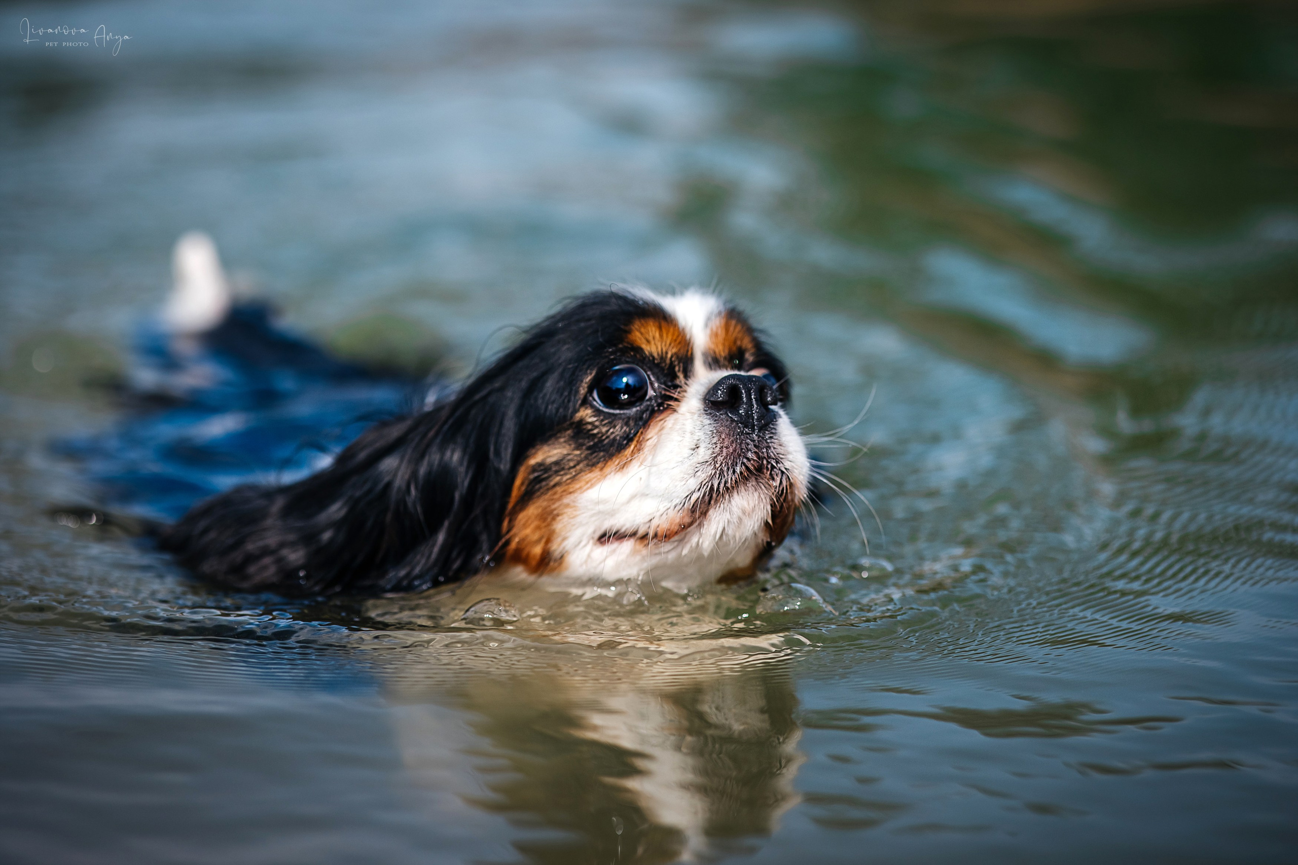 Троицкий карьер. Фотограф анималист Аня Ливанова | Рыбинск