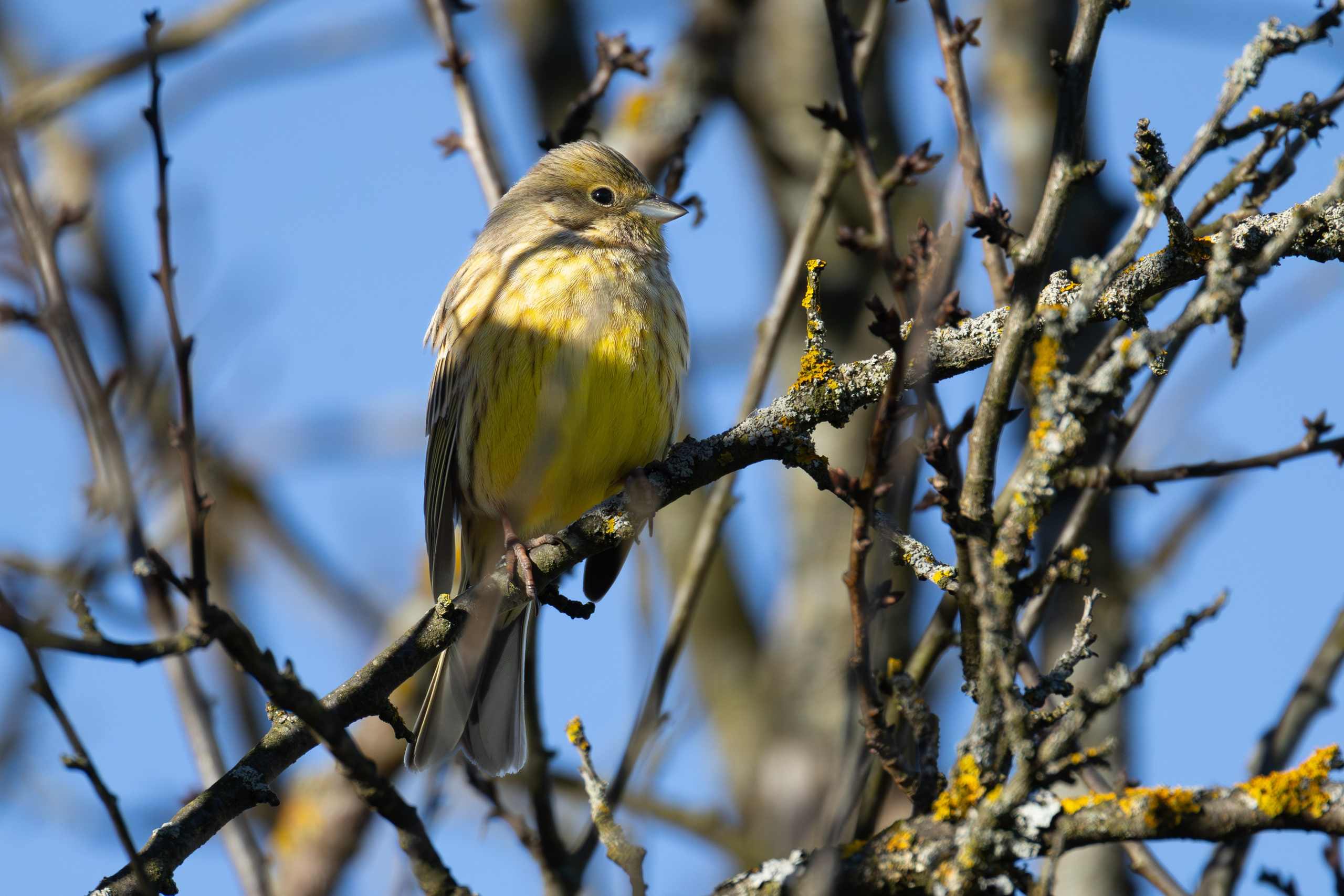 Птицы СНТ «Подлесье». Птицы парков г. Люберцы