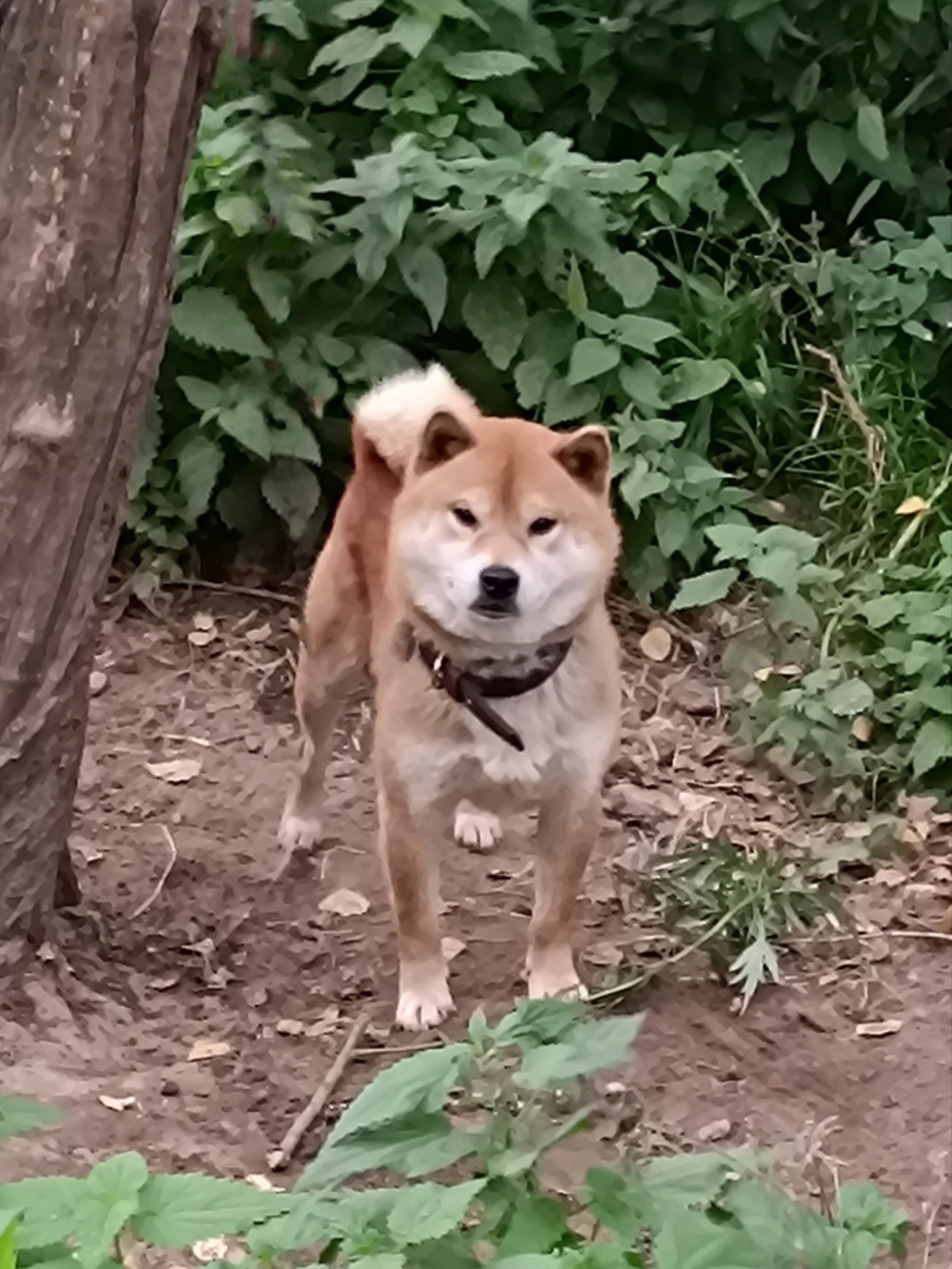 Кобель для вязки сиба Санкт-Петербург питомник Рубилайт Rubylight Тор * Exceligmos Victor сиба щенки