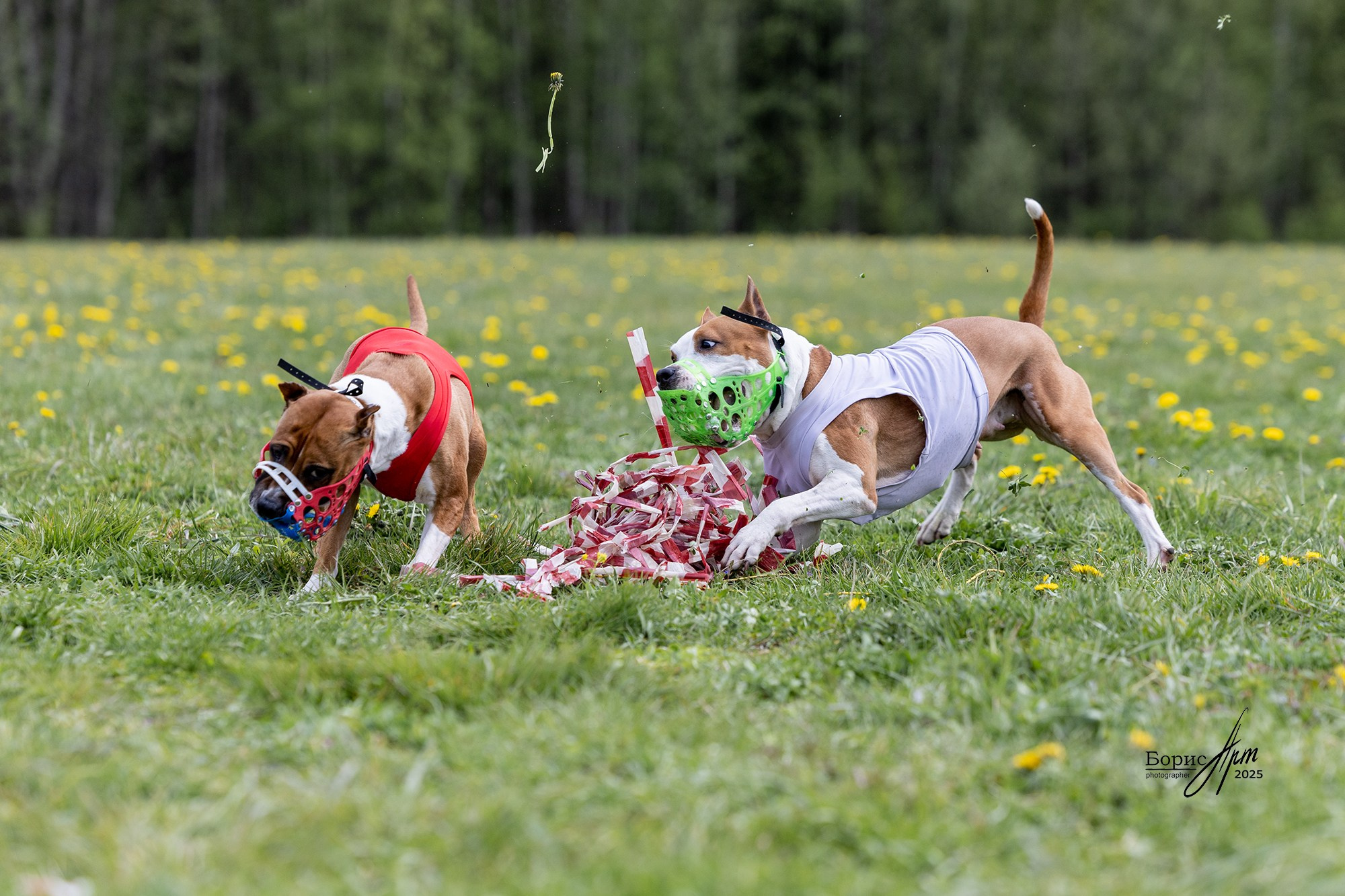 КУРСИНГ. Борис Артамонов фотограф — анималист. Москва