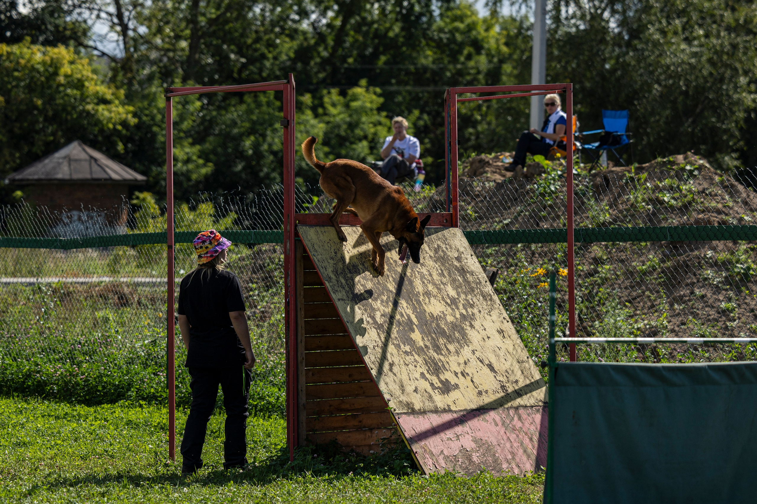 Соревнования по Мондьорингу г. Вологда 10-11.08.2024. Фотограф-анималист Анна Маринич