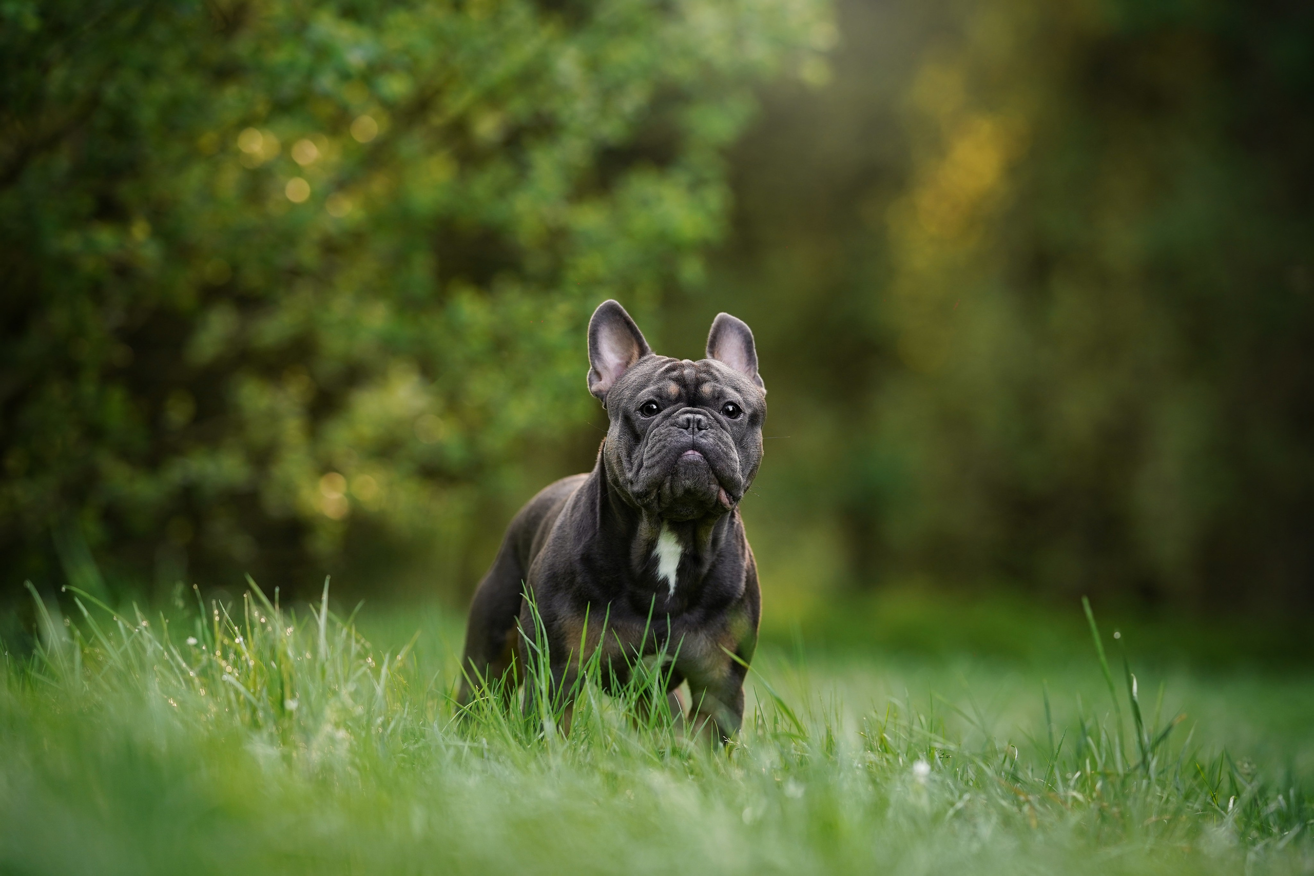Юлия Петя и Моника. Фотограф-анималист в Санкт-Петербурге Яна Мартынова