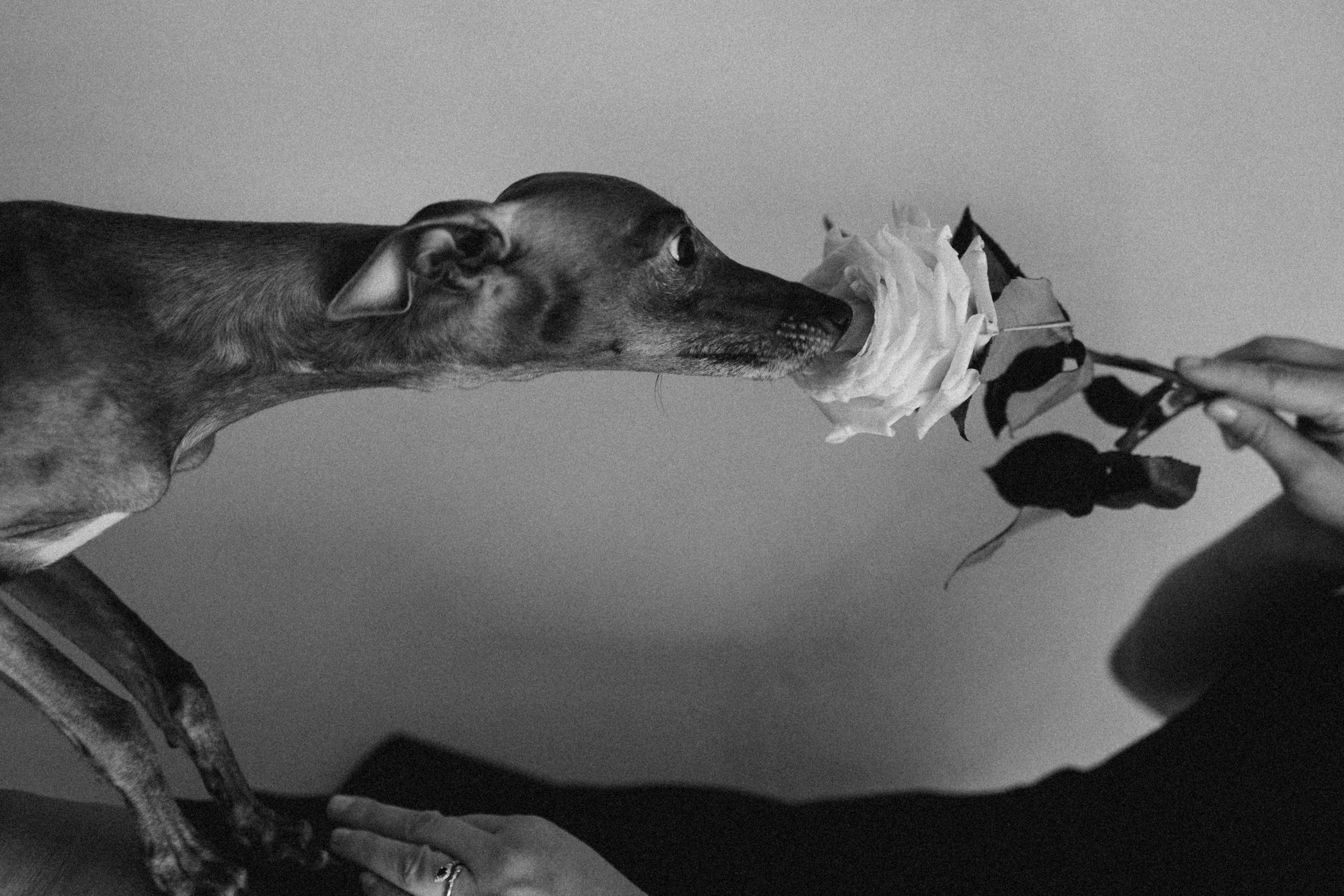 Ксюша и Луна. Фотограф — Анималист | Санкт-Петербург