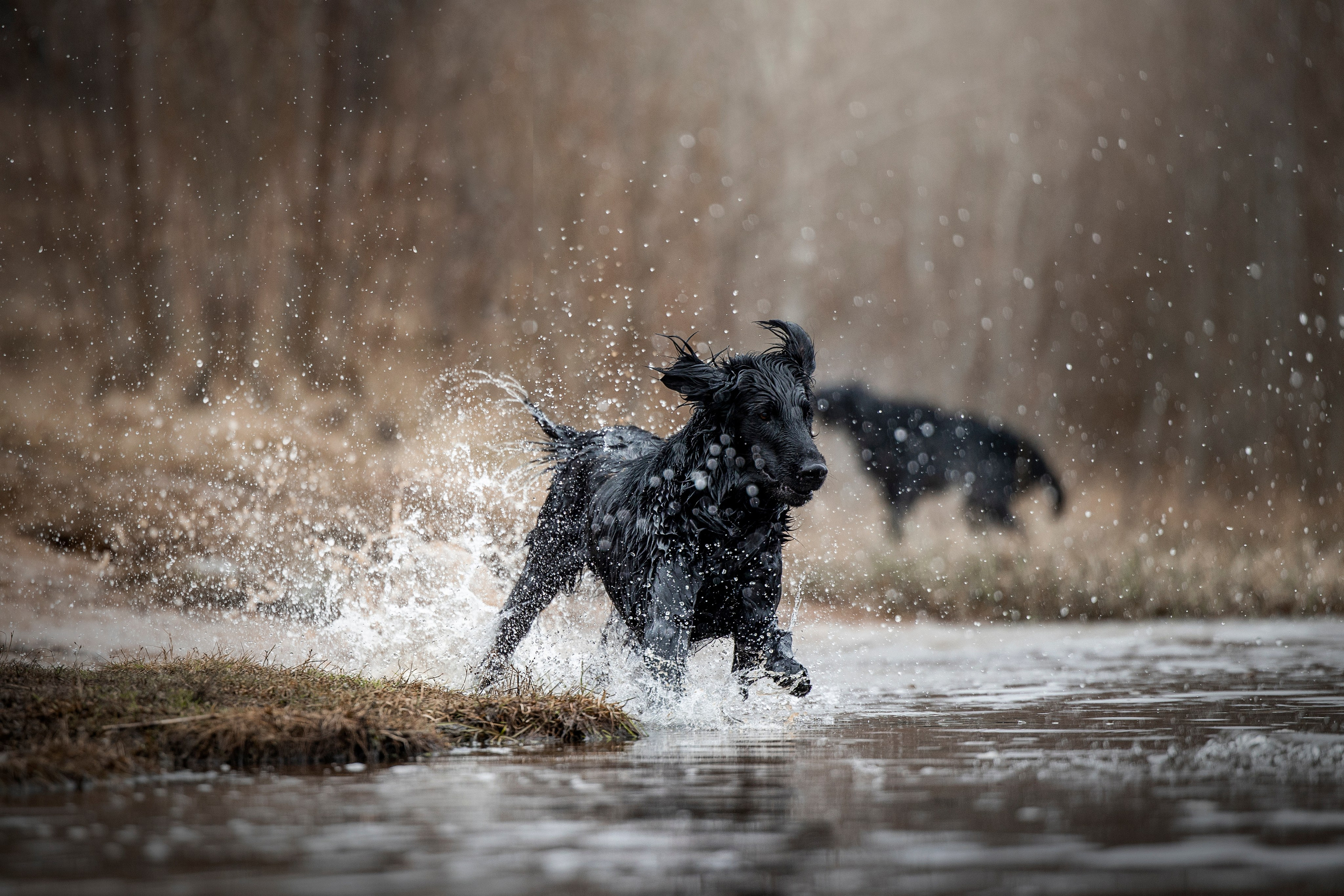 Ора, Ева, Рози и их семья. Фотограф — Анималист | Санкт-Петербург