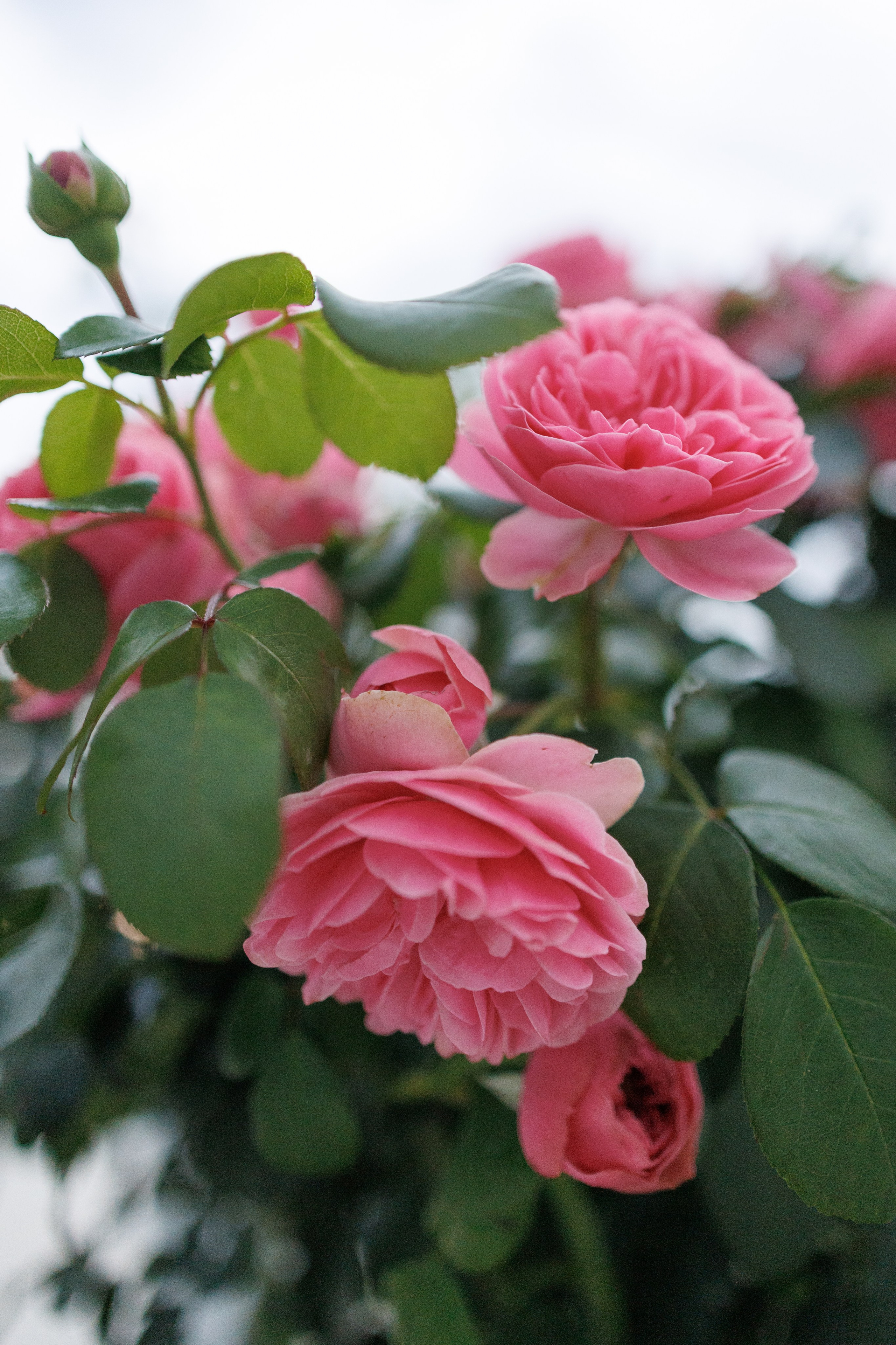 Загс в Коломенском парке. Портретный и концертный фотограф в Москве Тугарин Александр